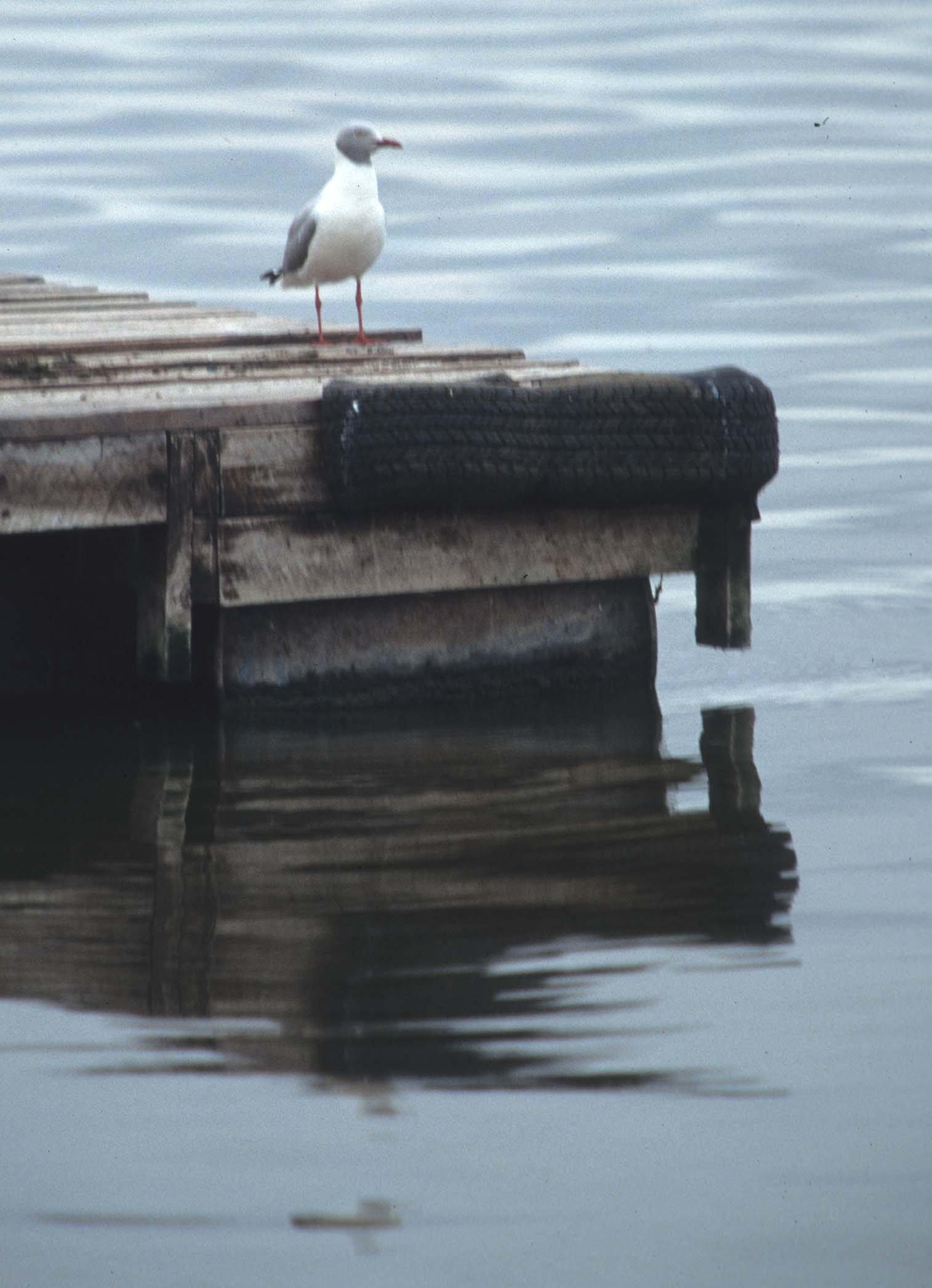 BIRDS - GULL - GREYHEADED - NAMIBIA.jpg