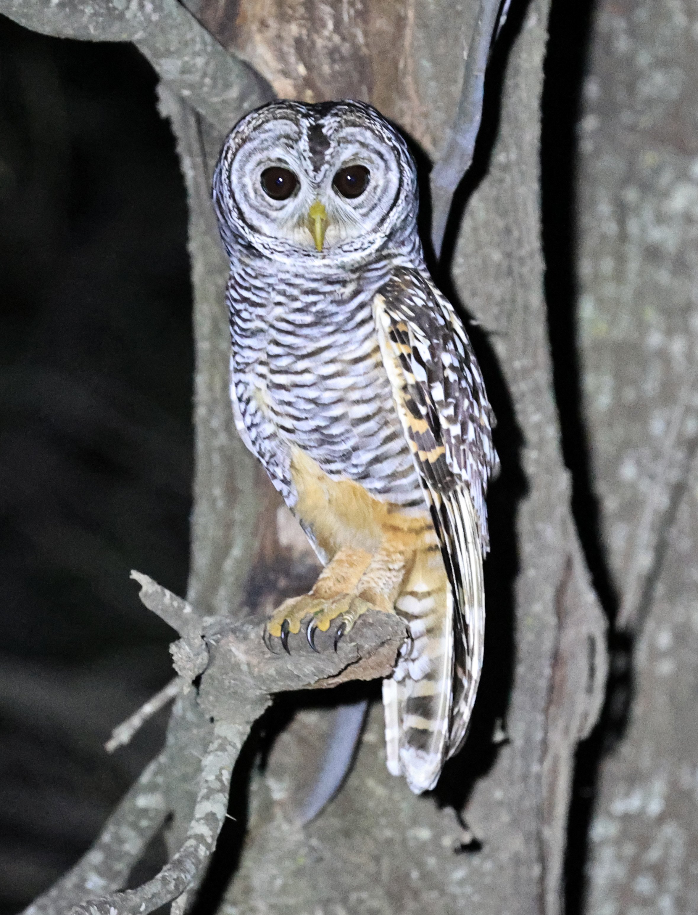 Chaco Owl (Strix chacoensis) Estancia Campo'í Paraguay (53).jpg