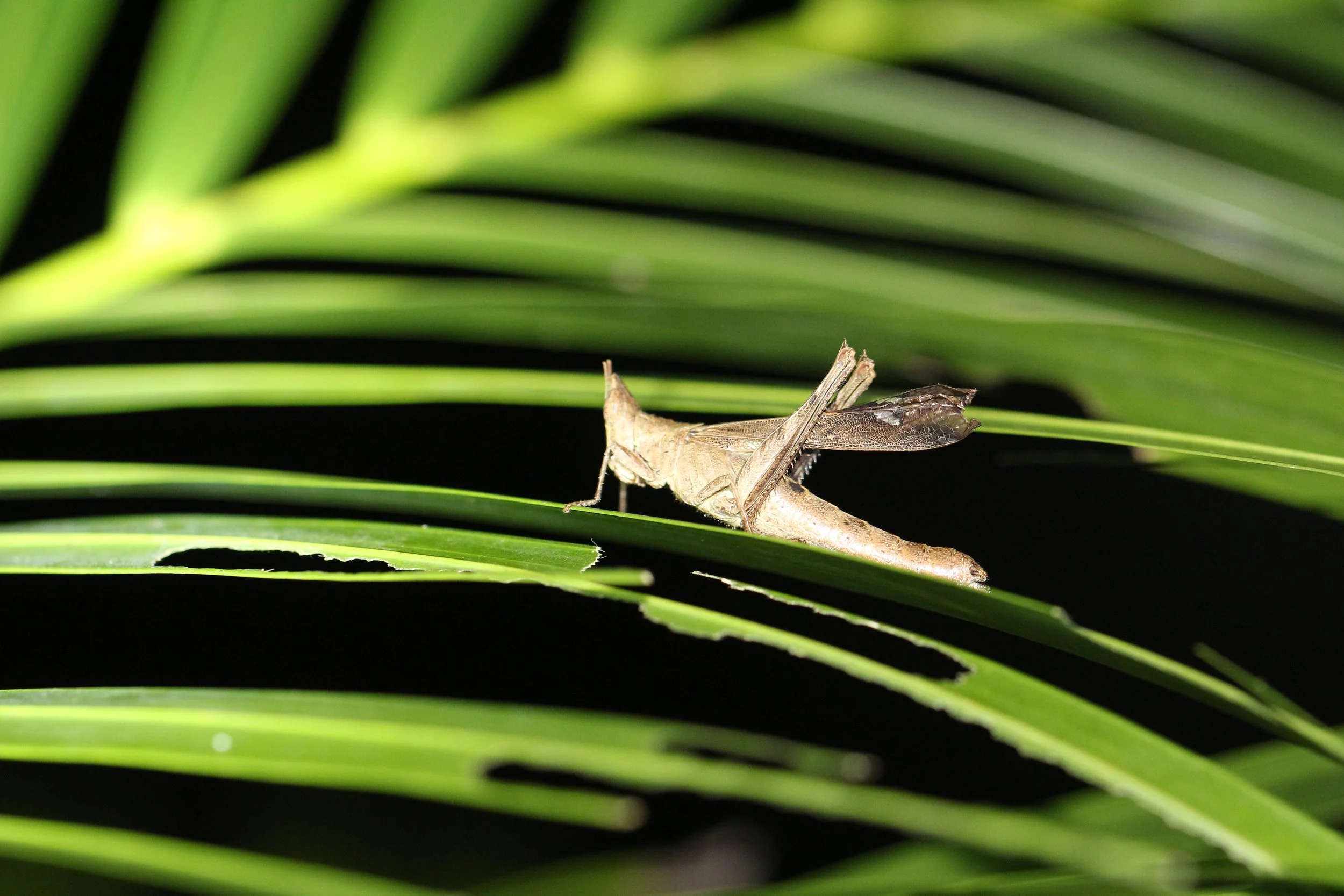 Acrididae - Species 22 - Koh Lanta, Thailand 