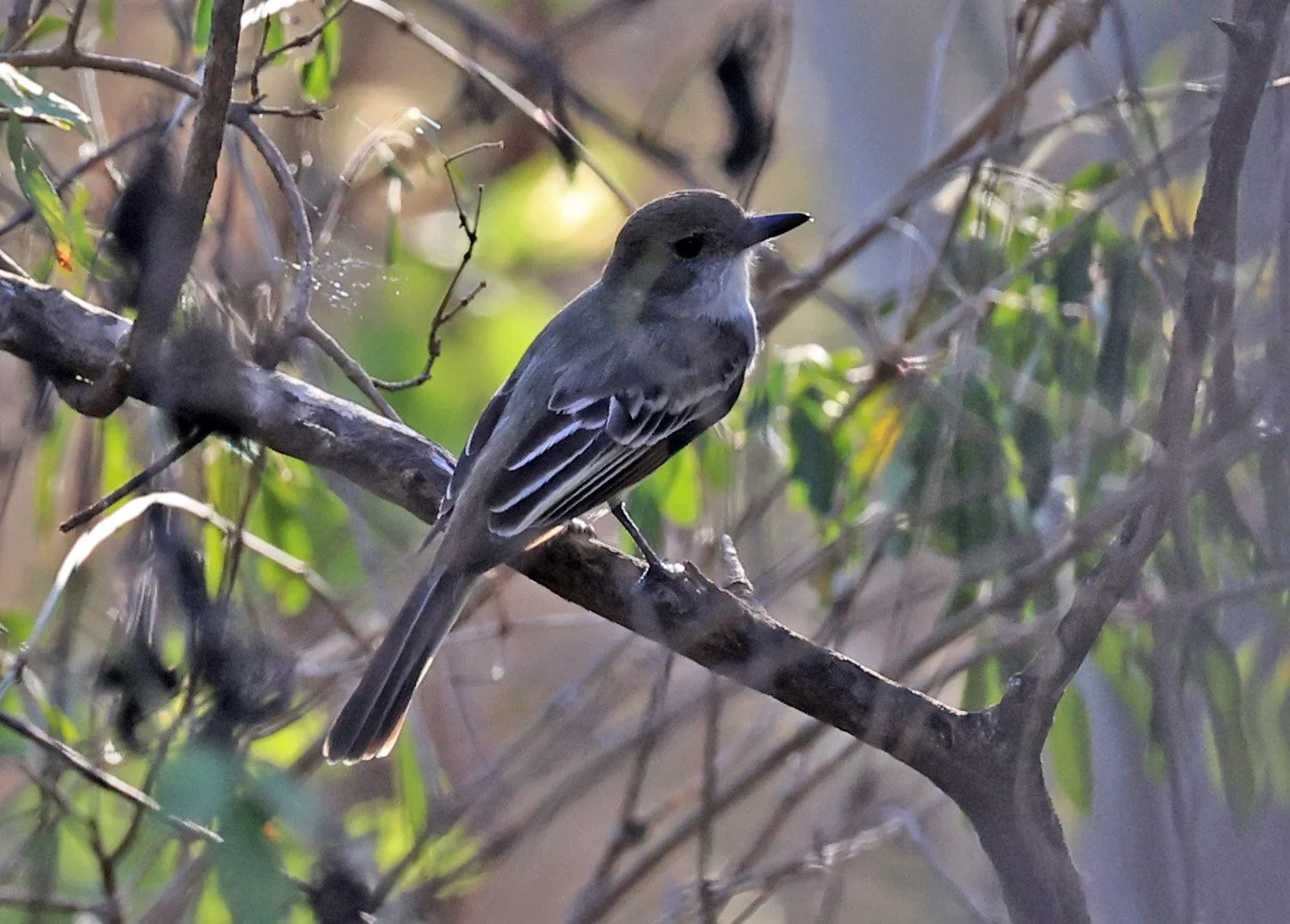 Brown-crested Flycatcher (Myiarchus tyrannulus) Agua Dulce Paraguay (5).jpg