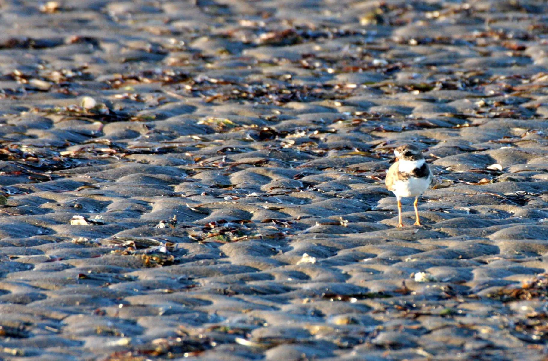 BIRD - PLOVER - SEMIPALMATED PLOVER - SAN IGNACIO LAGOON BAJA MEXICO.JPG
