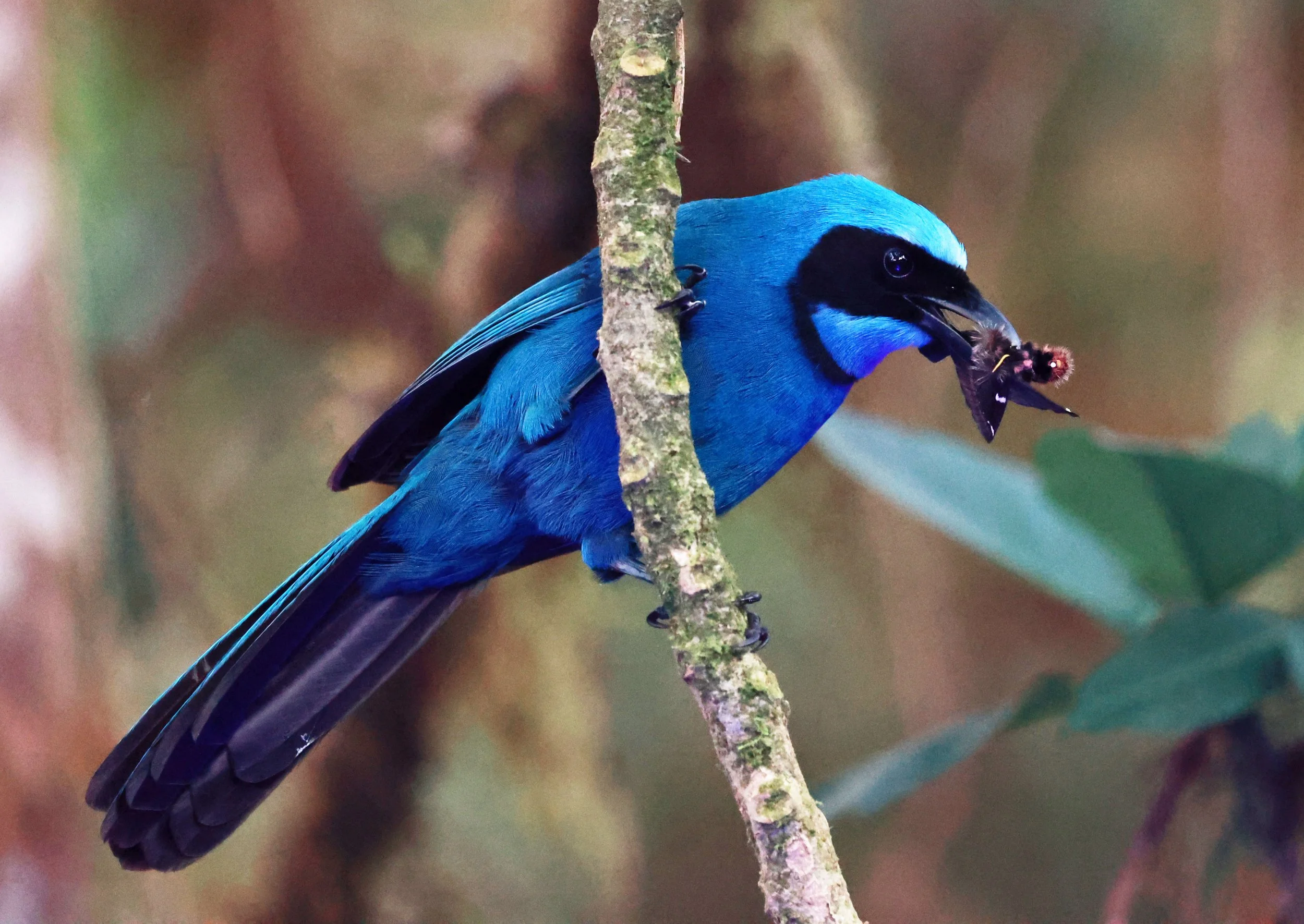 Jay - Turqoise Jay - Cyanolyca turcosa - Bellavista Cloud Forest Lodge, Ecuador (6).jpg