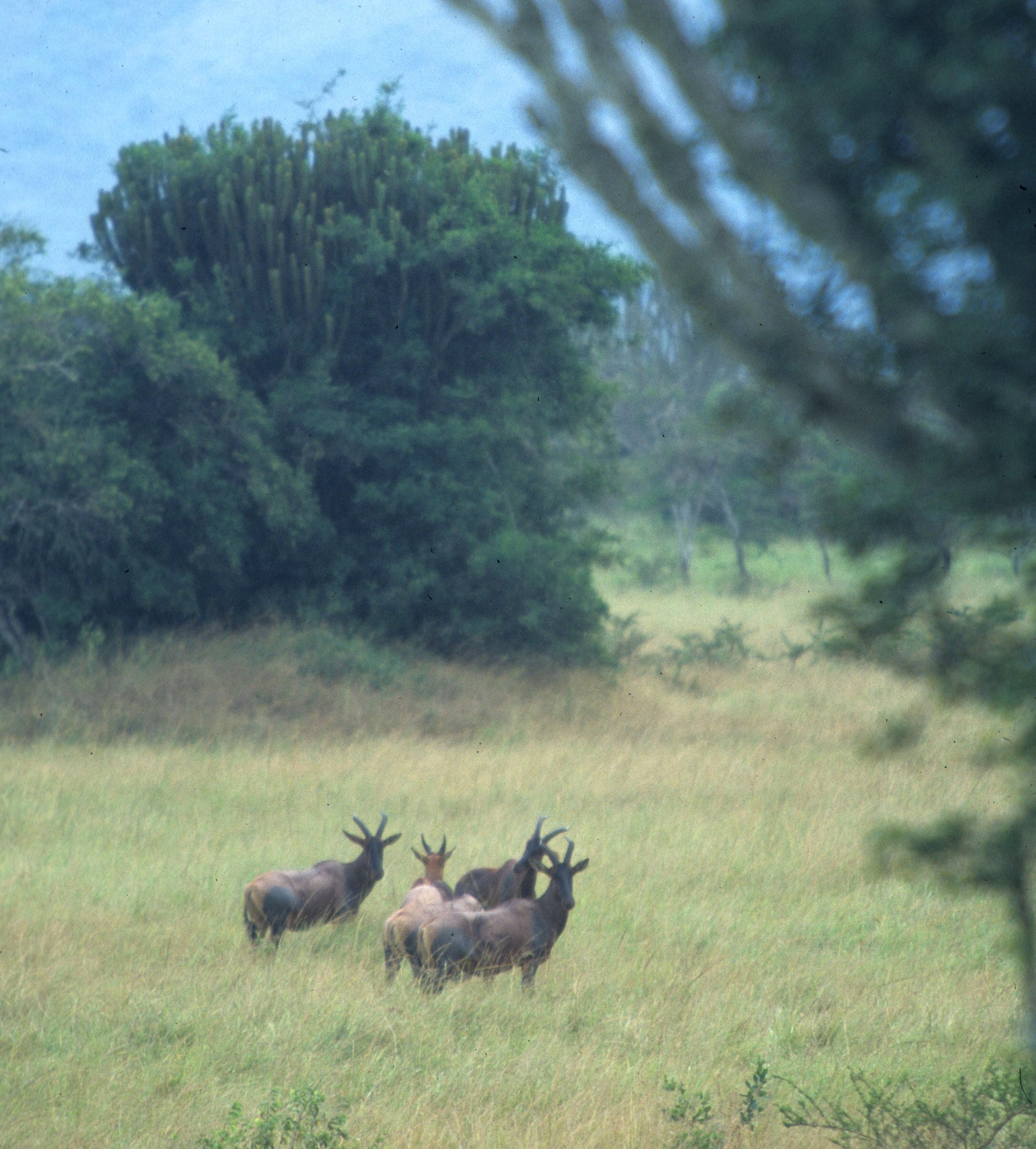 BOVID - TOPI - UGANDA (3).jpg