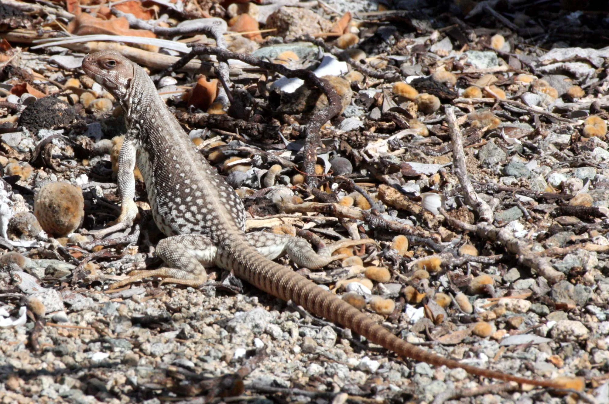 Dipsosaurus catalinensis - CATALINA ISLAND DESERT IGUANA - ISLA SANTA CATALINA BAJA MEXICO  (13).JPG