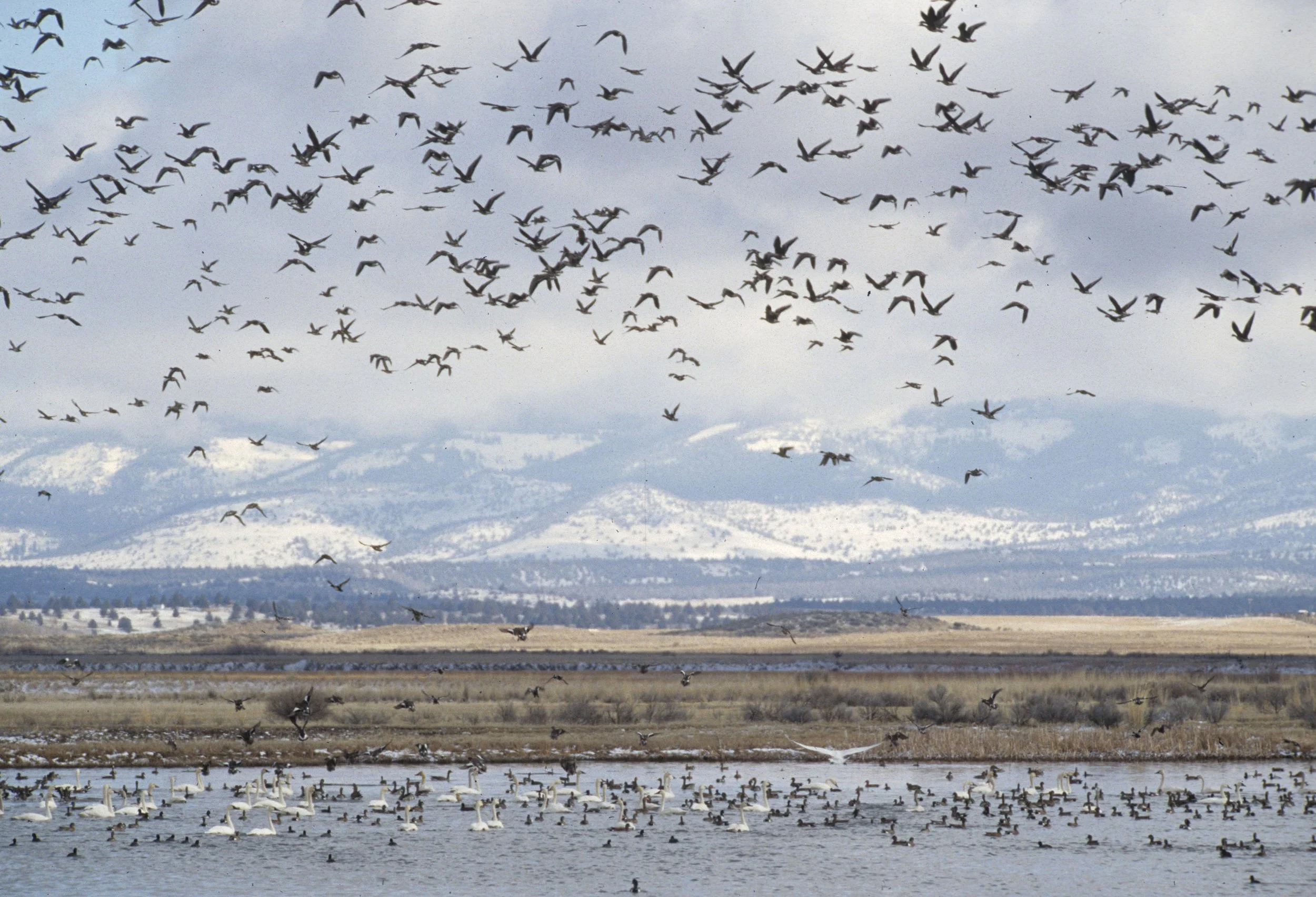 GOOSE - GREATER WHITE FRONTED - Anser albifrons - KLAMMATH BASIN (13).jpg