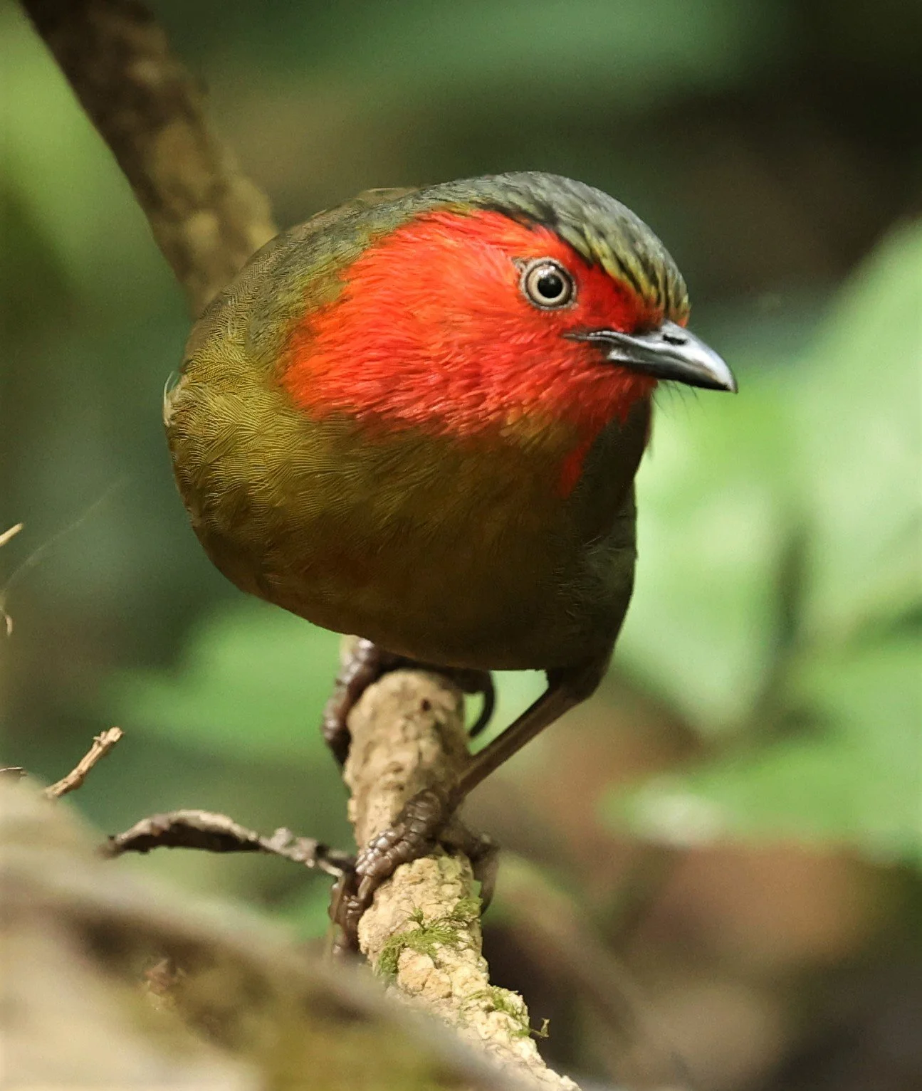 LIOCICHLA - SCARLET-FACED LIOCICHLA - Liocichla ripponi - DOI PHA HOM POK NP DOI LANG EAST FEB 2022 (127).jpg