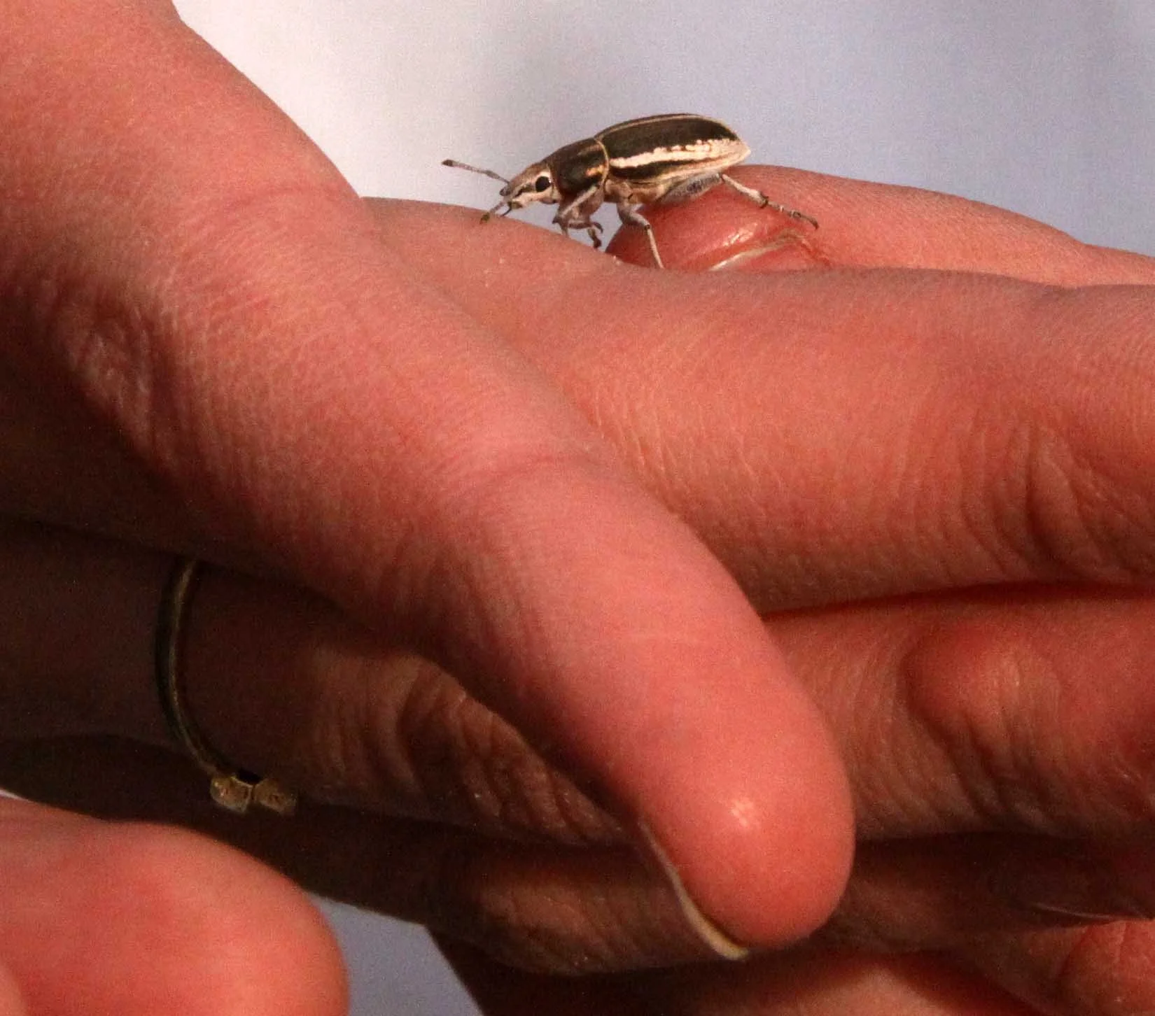 Conorhynchus pulverulentus - Mongolian Weevil - Kulun Qi, Inner Mongolia, China