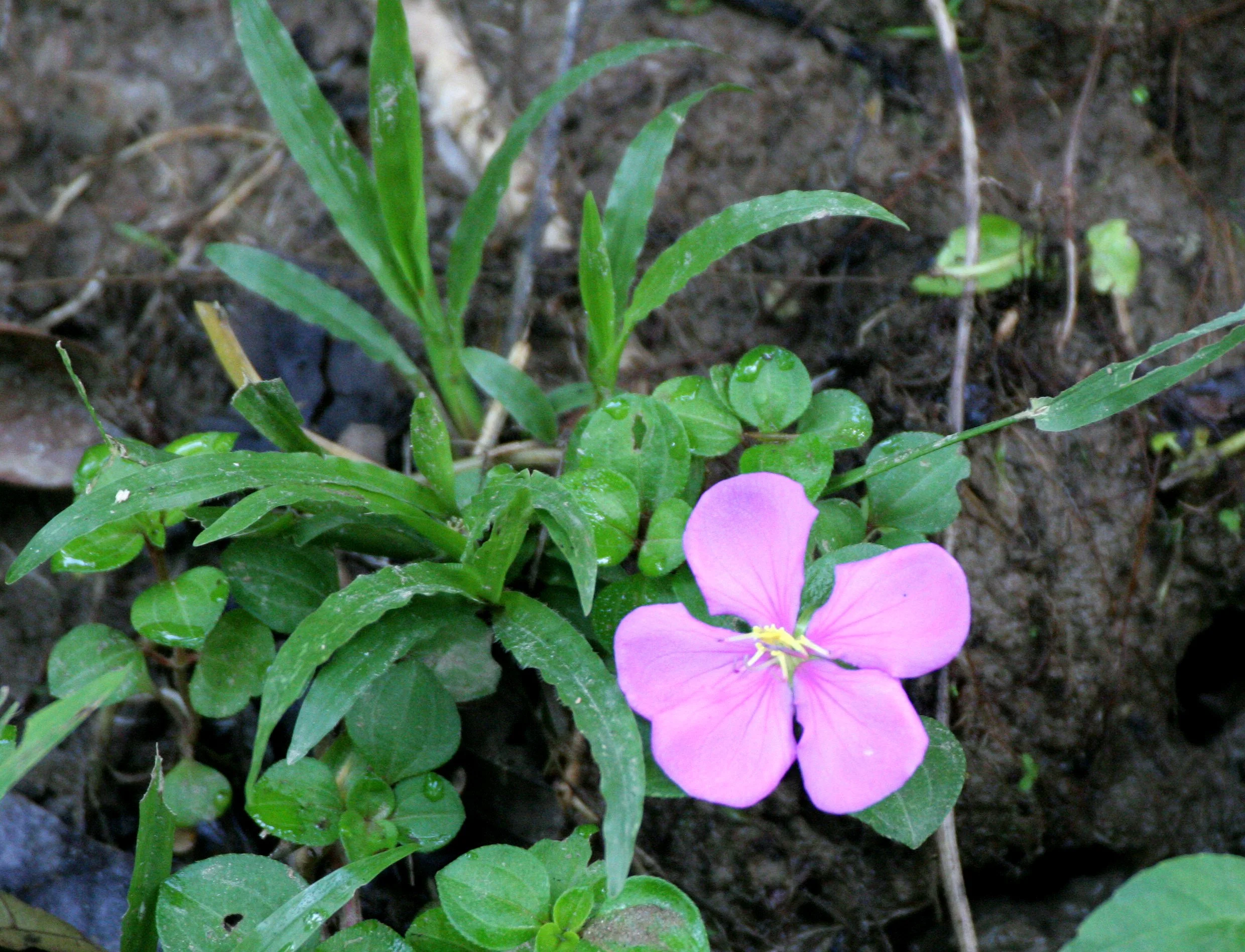 DANUM VALLEY BORNEO .JPG