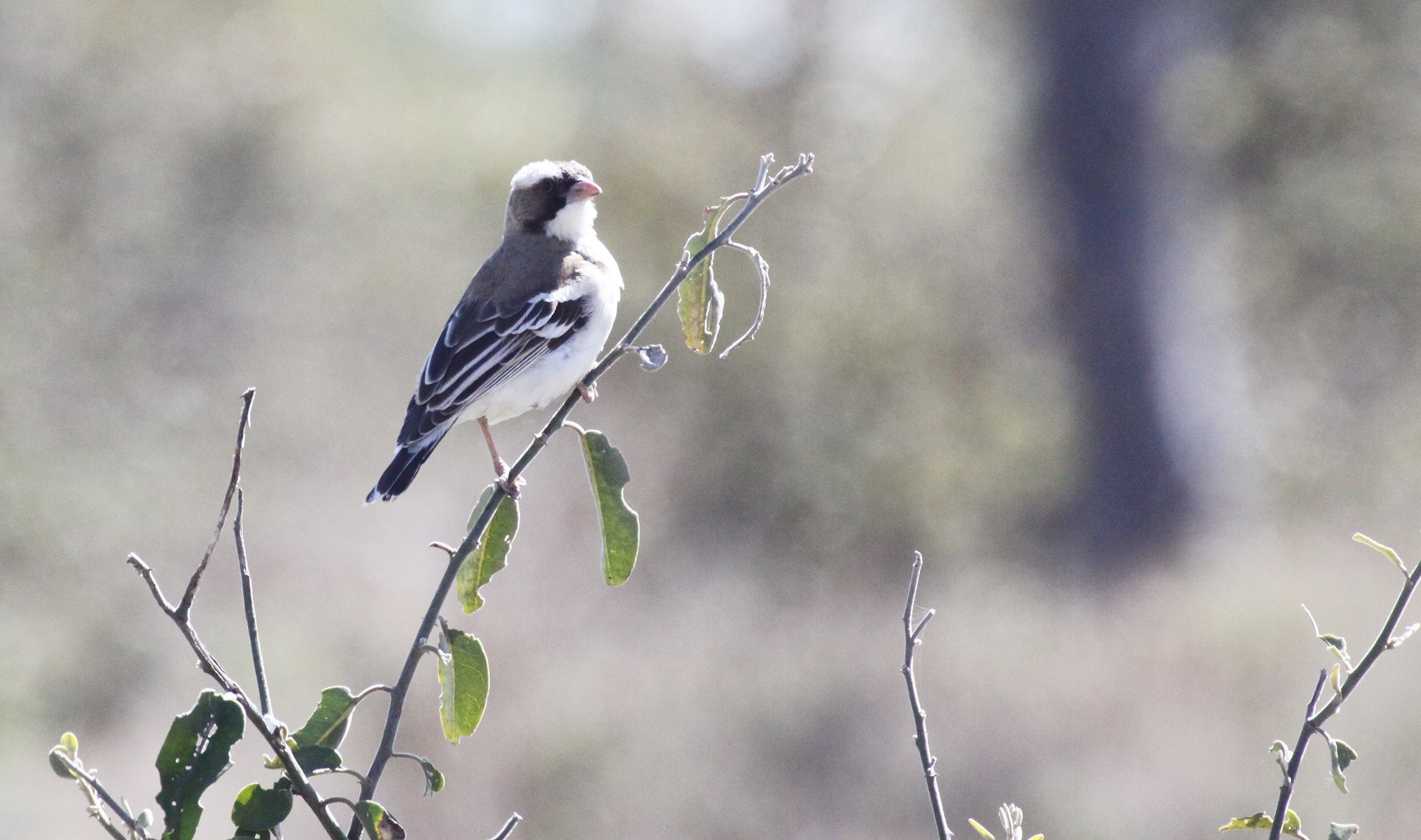 White-browed Sparrow-weaver (Plocepasser mahali) Ziway Lake Ethiopia