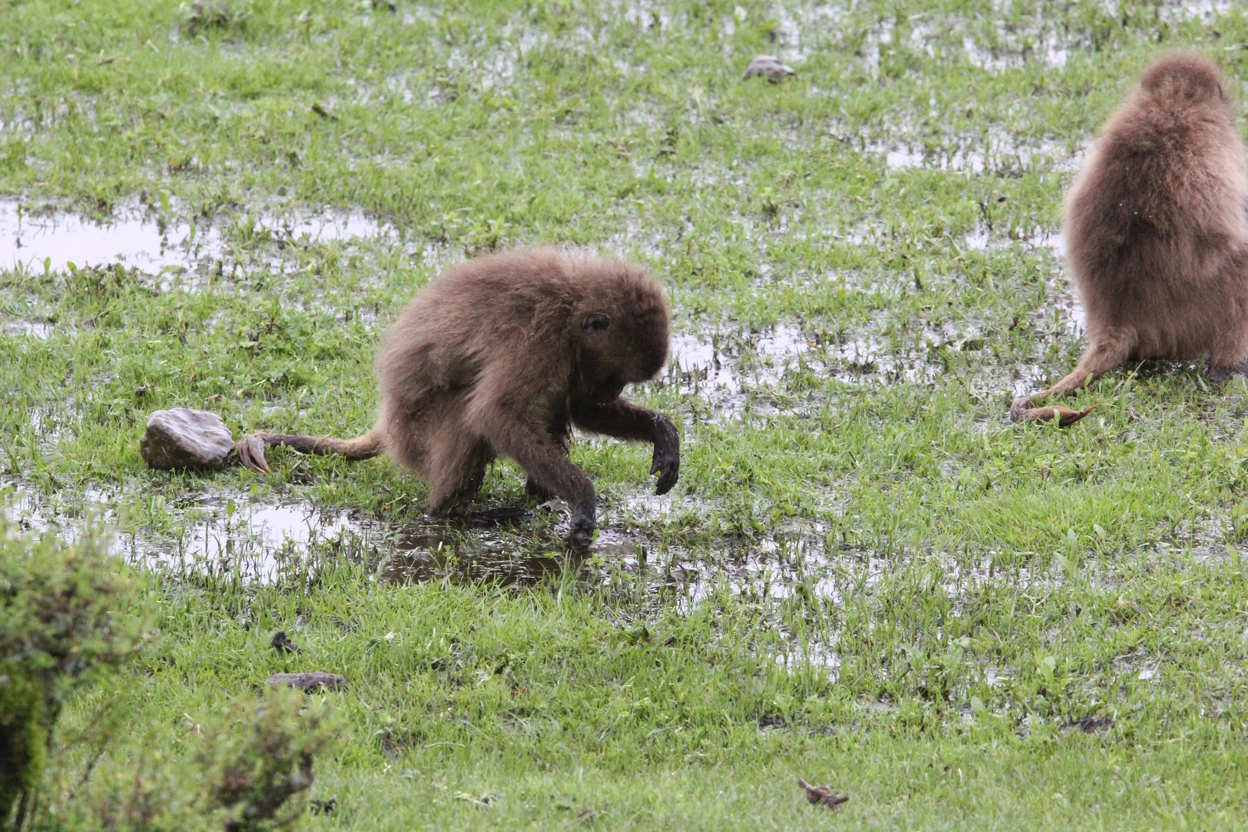 CERCOPITHECIDAE - Theropithecus gelada - GELADA - SIMIEN MOUNTAINS NATIONAL PARK ETHIOPIA (1747).JPG