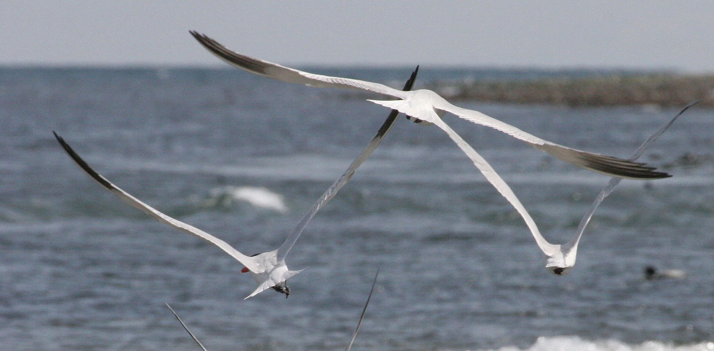 BIRD - TERN - CASPIAN TERNS - ELWHA RIVER MOUTH WA.jpg