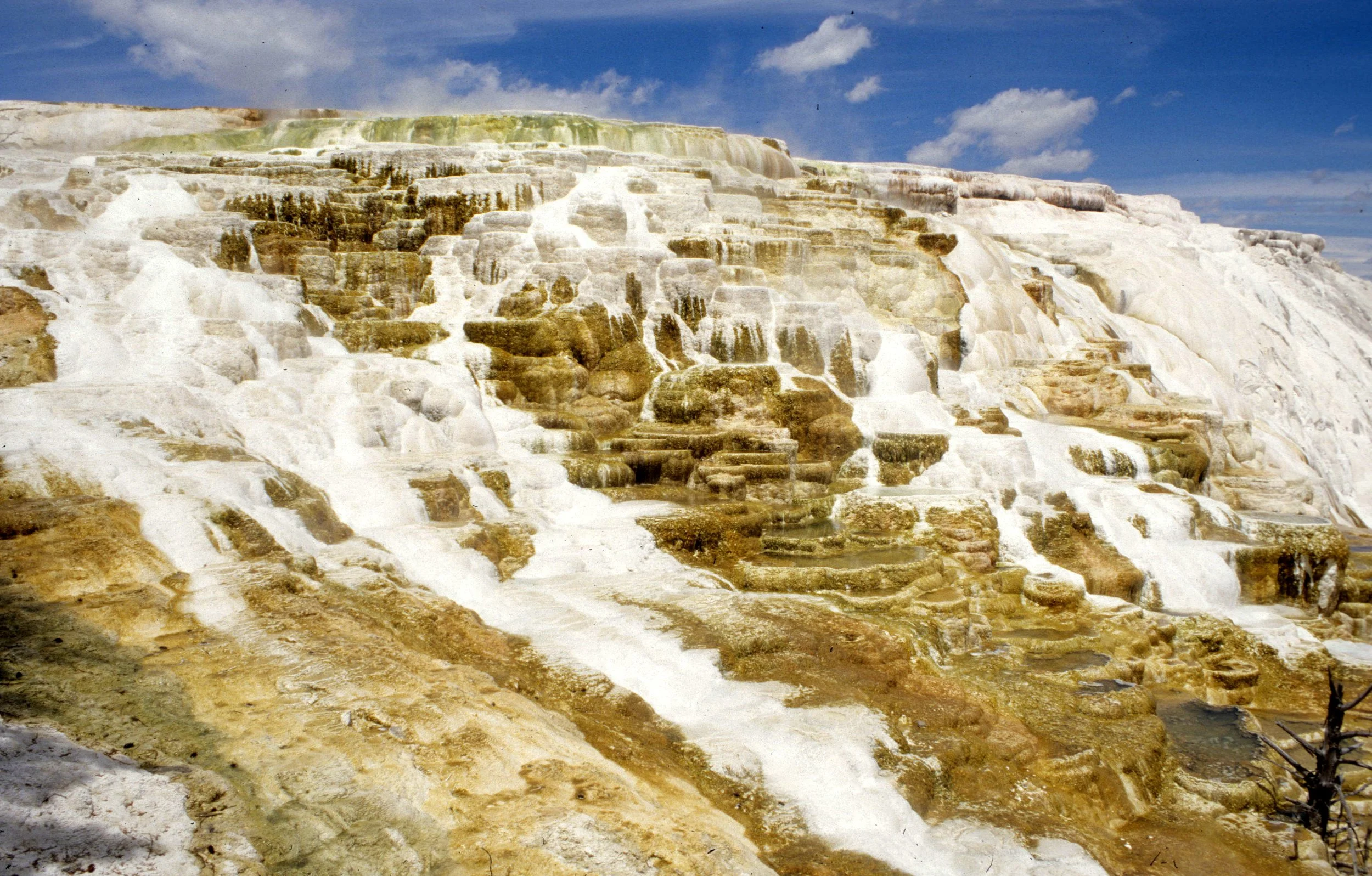 YELLOWSTONE - MAMMOTH HOTSPRINGS S.jpg