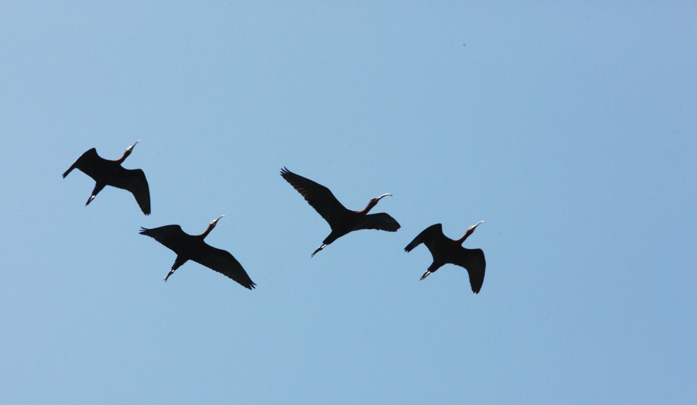 IBIS - WHITE-FACED  IBIS - Plegadis chihi - KERN NATIONAL WILDLIFE REFUGE CALIFORNIA (16).JPG
