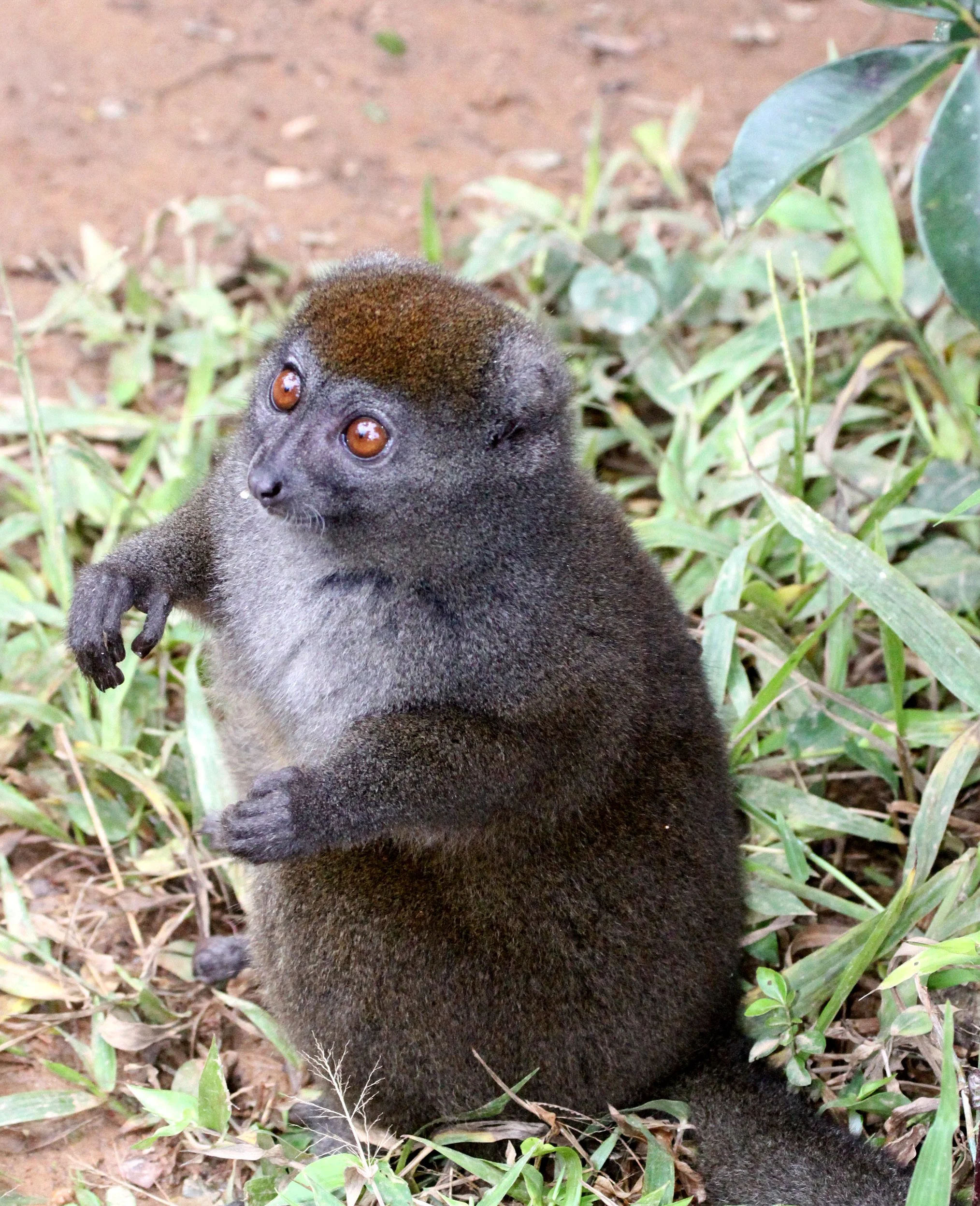 LEMURIDAE - Hapalemur griseus griseus - EASTERN LESSER GRAY BAMBOO LEMUR - ANDISABE NATIONAL PARK MADAGASCAR (46).JPG