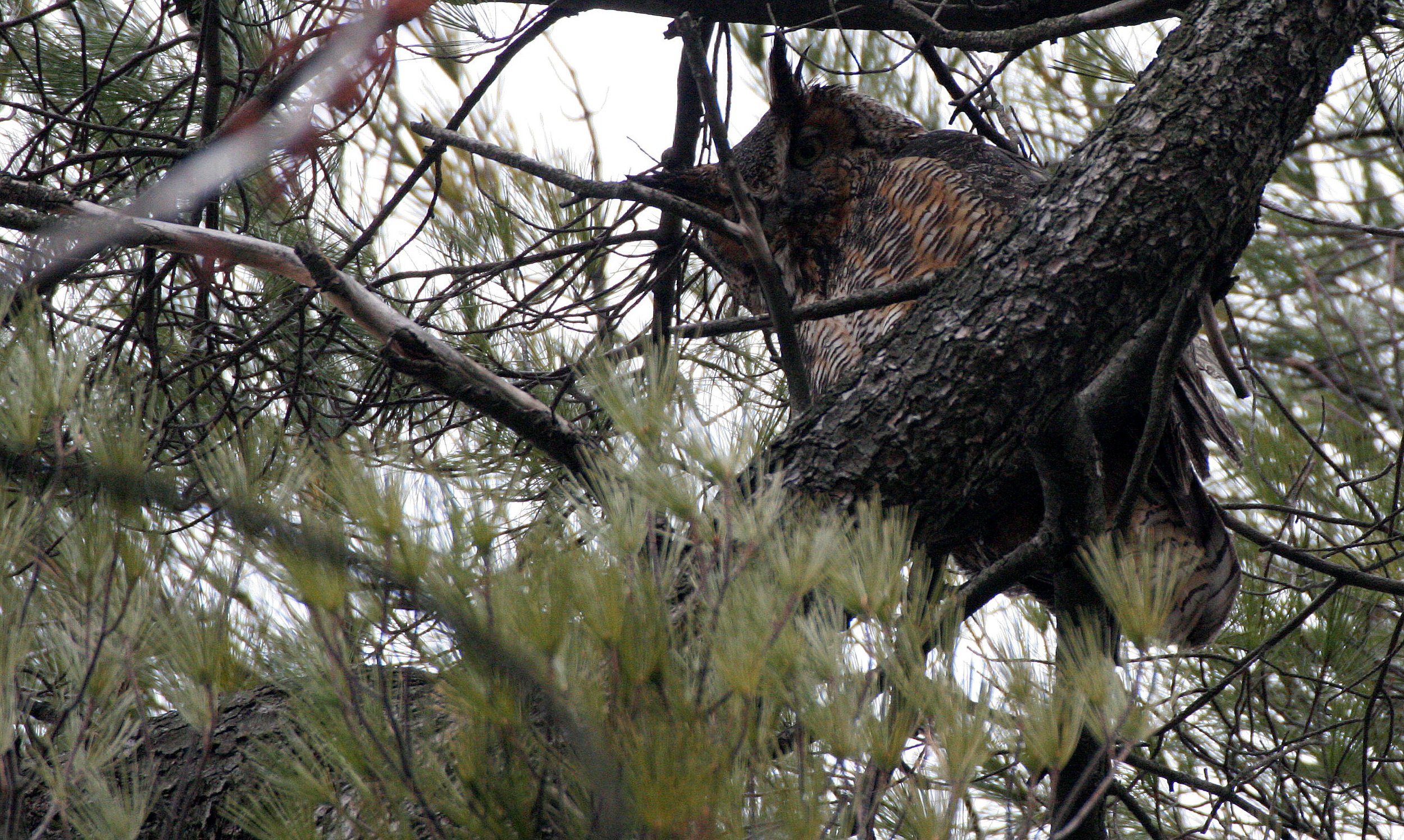 Bubo virginianus - GREAT-HORNED OWL - GENEVA COURTHOUSE ILLINOIS (20).JPG