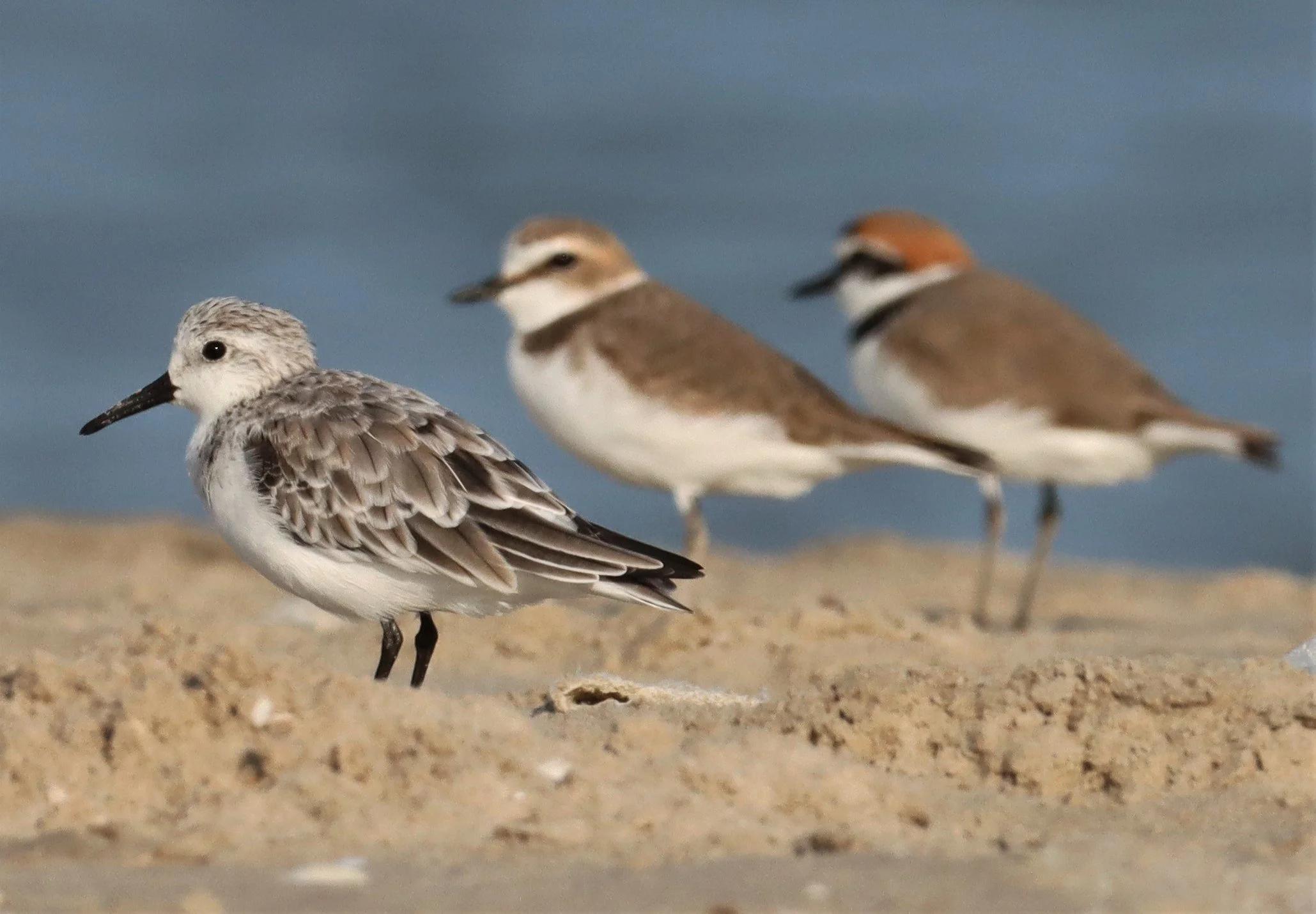 SANDERLING - Calidris alba - LAEM PAK BIA PETBURI - WITH KENTISH PLOVERS (2).jpg