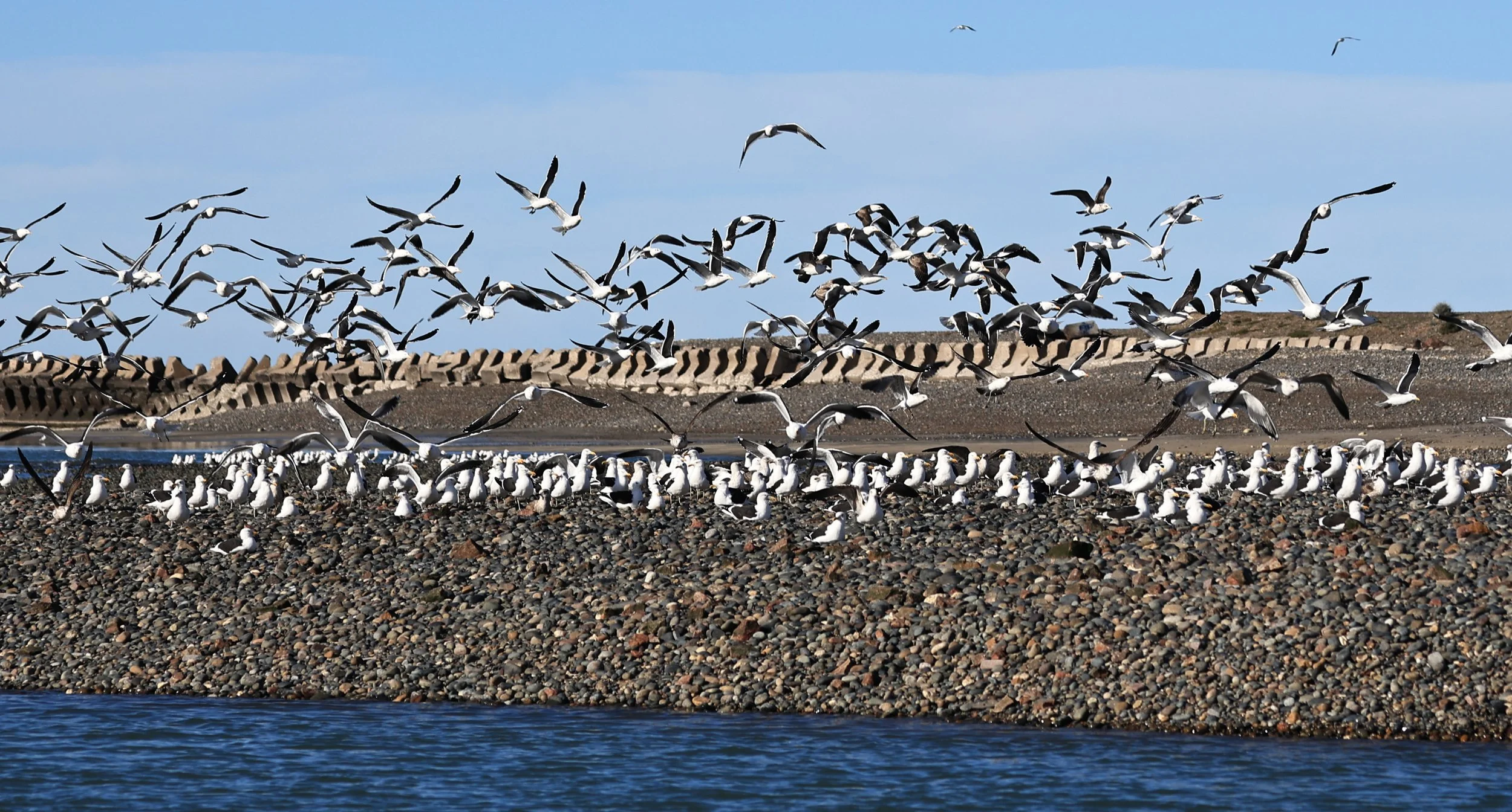 Kelp Gull (Larus dominicanus) Puerto Rawson Argentina (20).jpg