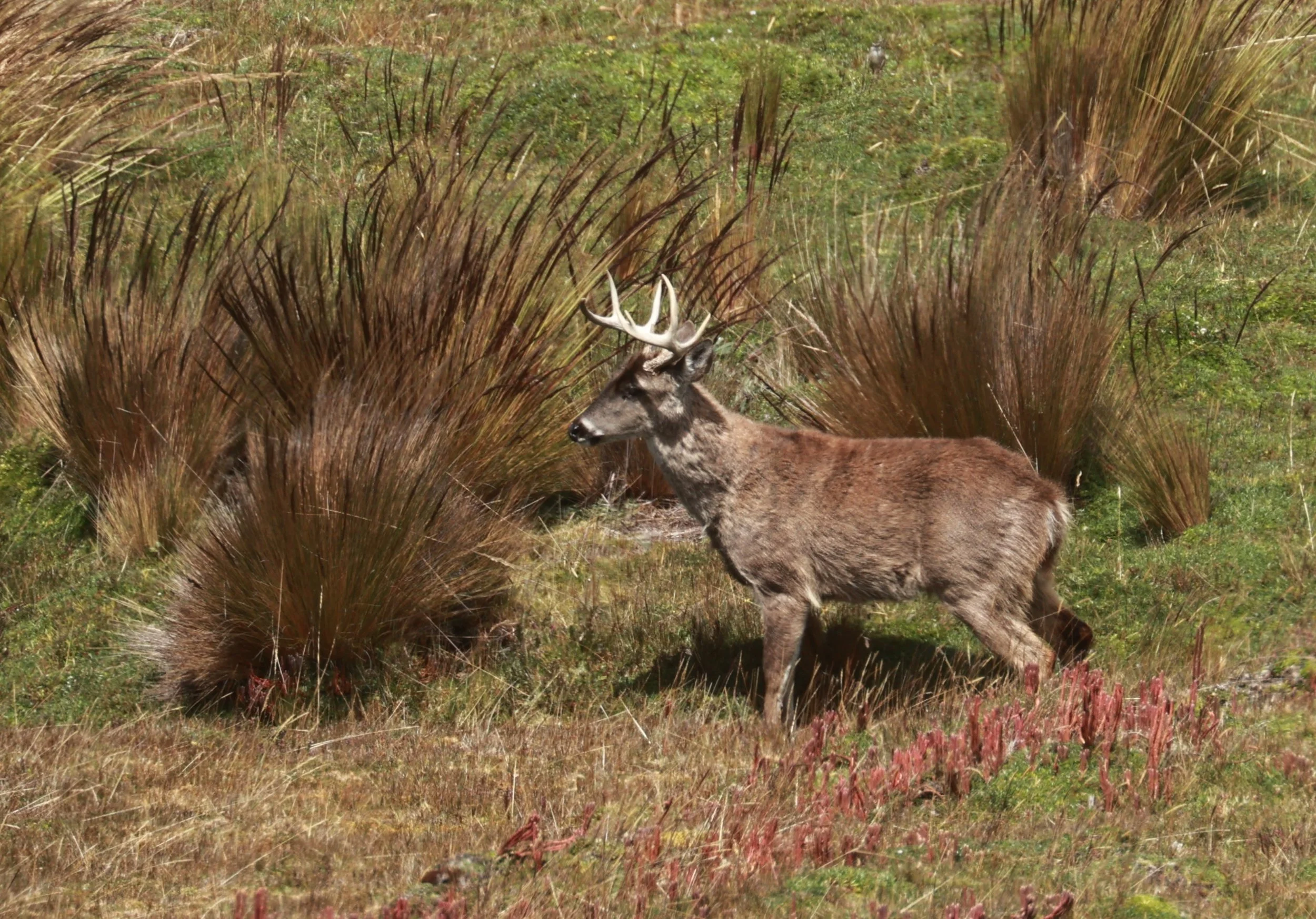 Odocoileus virginianus ustus - Andean White-tailed Deer - Antisana National Park, Ecuador (16).JPG