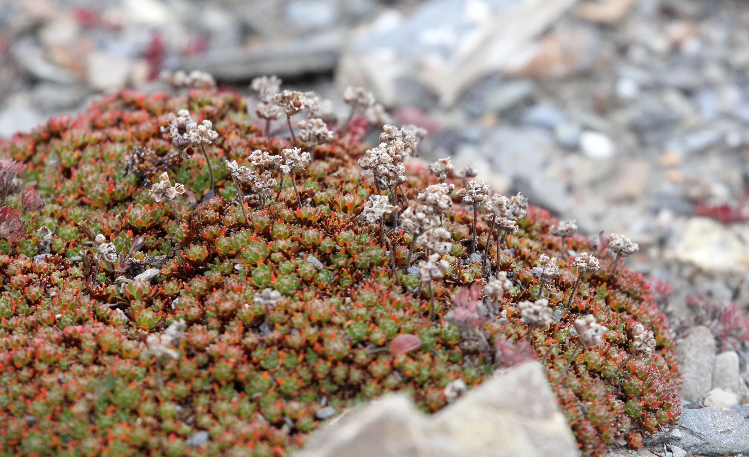 KEKEXILI NATIONAL RESERVE - QINGHAI PROVINCE - EASTERN SECTOR (3).JPG