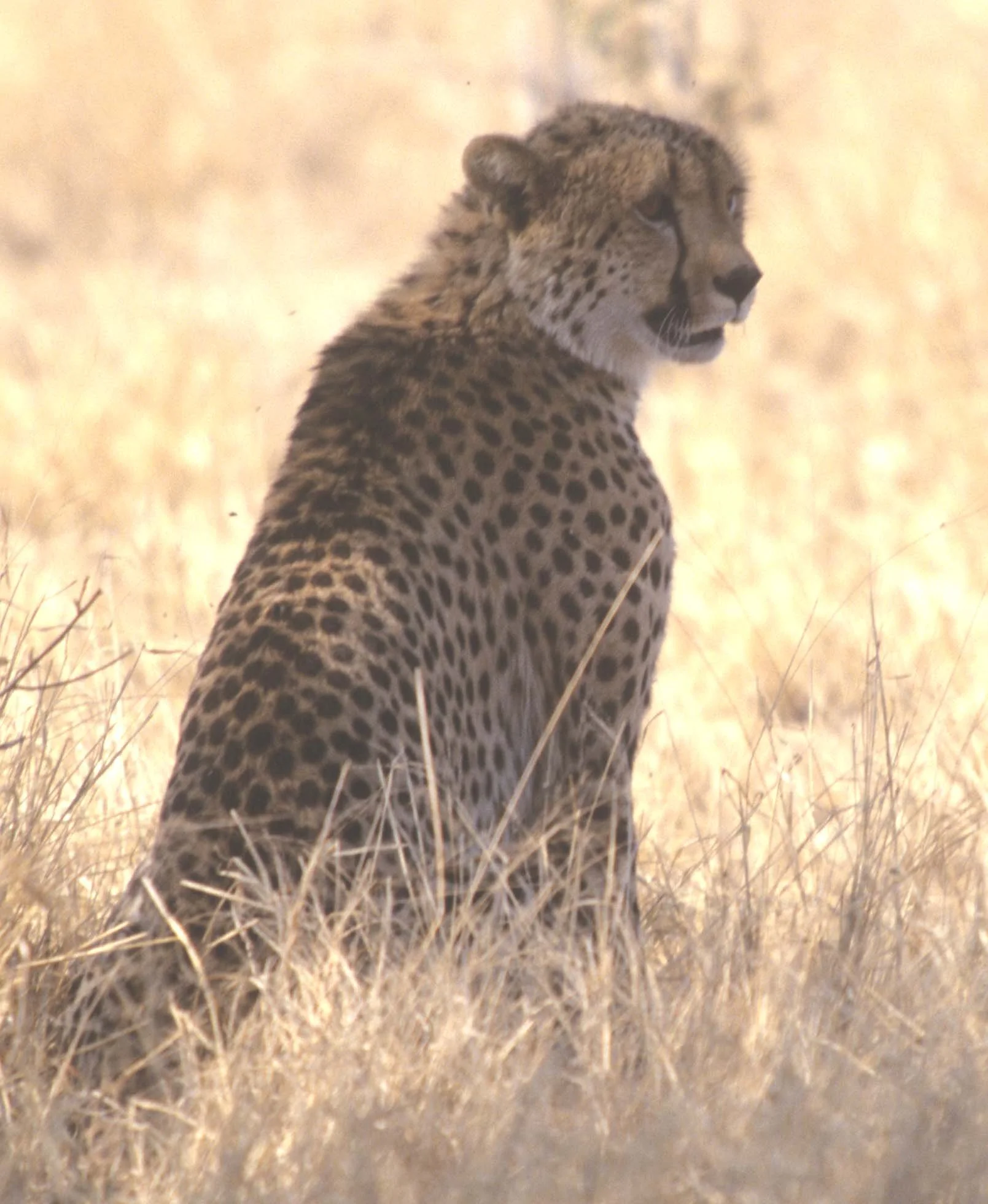 FELID - CHEETAH - KRUGER (11).jpg