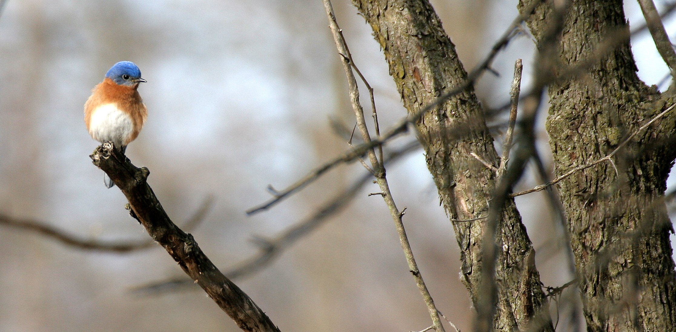 Eastern Bluebird (Sialia sialis) Lincoln Marsh Wheaton Illinois (8).JPG