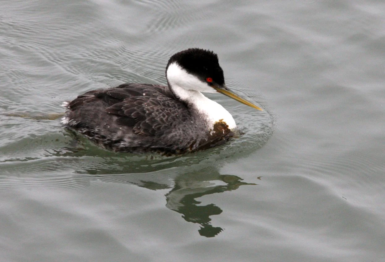 Western Grebe (Aechmophorus occidentalis) Arcata Harbor California (6).JPG