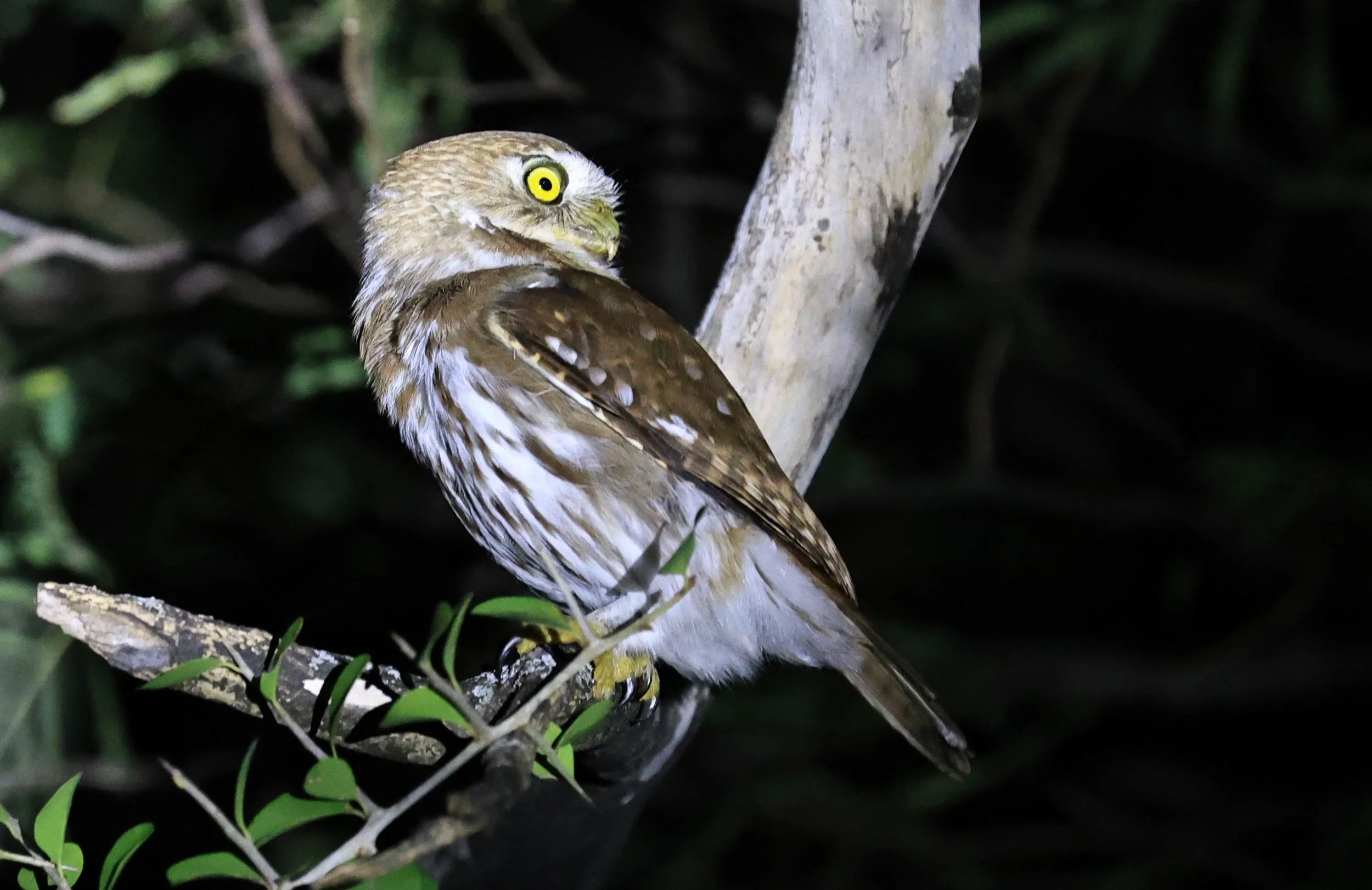 Ferruginous Pygmy-Owl (Glaucidium brasilianum) Reserva Nueland  Selva Serena (62).jpg