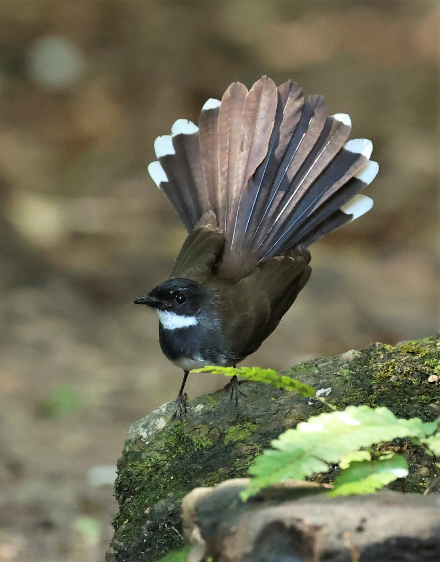 FANTAIL - PIED FANTAIL - Rhipidura javanica - PETCHABURI PROVINCE - NUY HIDE NEAR KAENG KRACHAN JAN 2022 (10).jpg