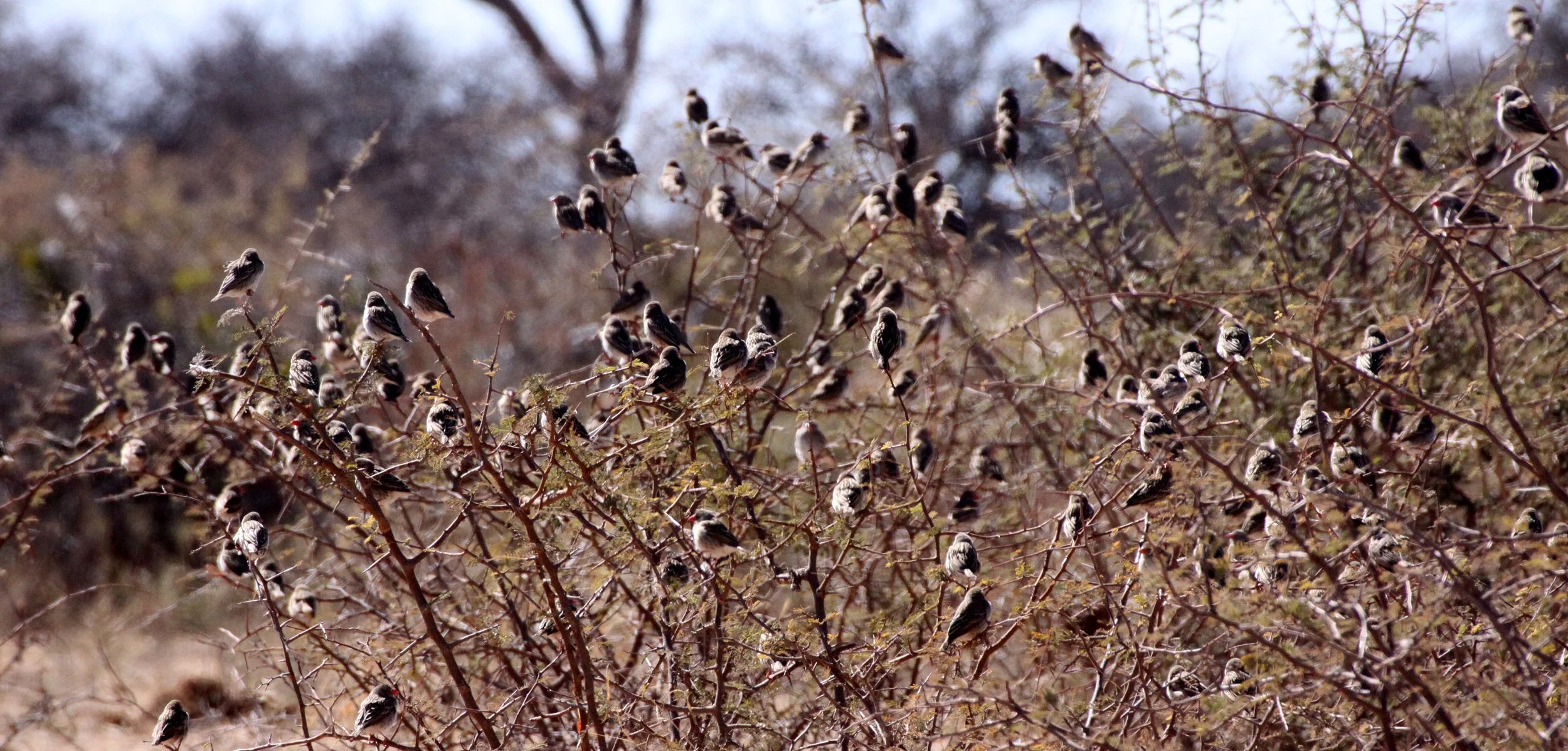 Red-billed Quelea (Quelea quelea) Etosha NP Namibia (5).JPG