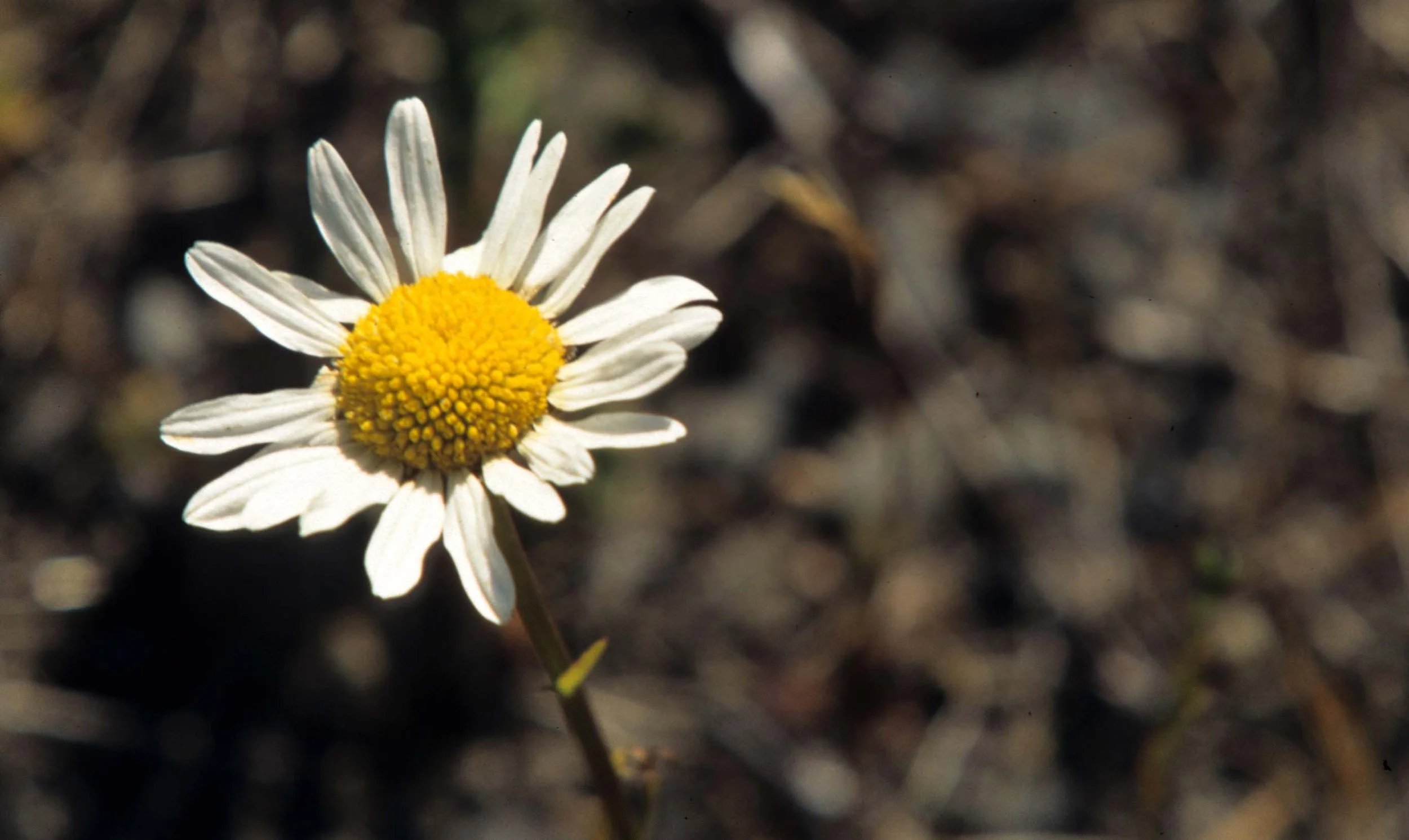 CALIFORNIA - REDWOODS NP - ASTERACEAE SPECIES.jpg