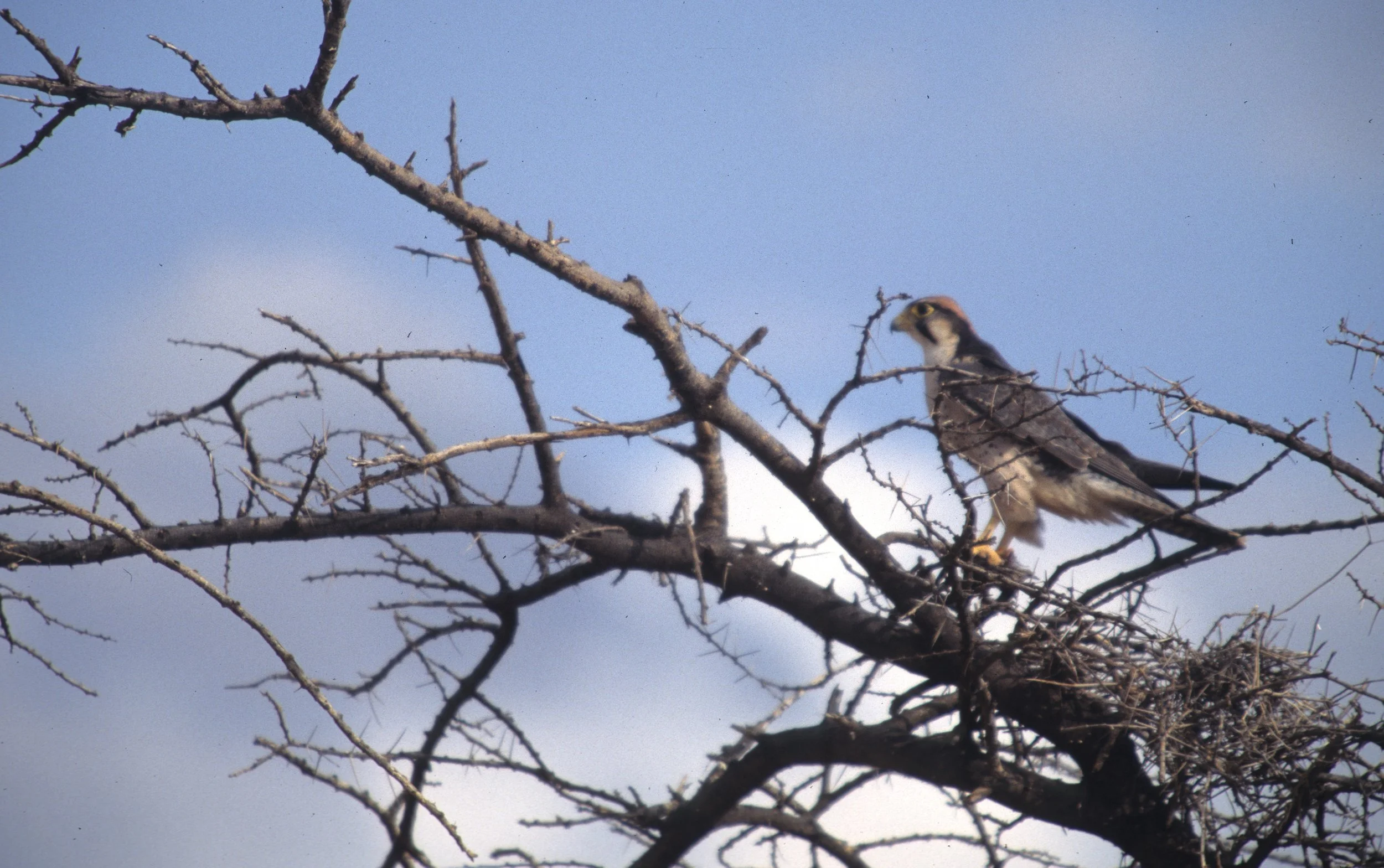 Falco biarmicus - LANNER FALCON -MAS (1).jpg