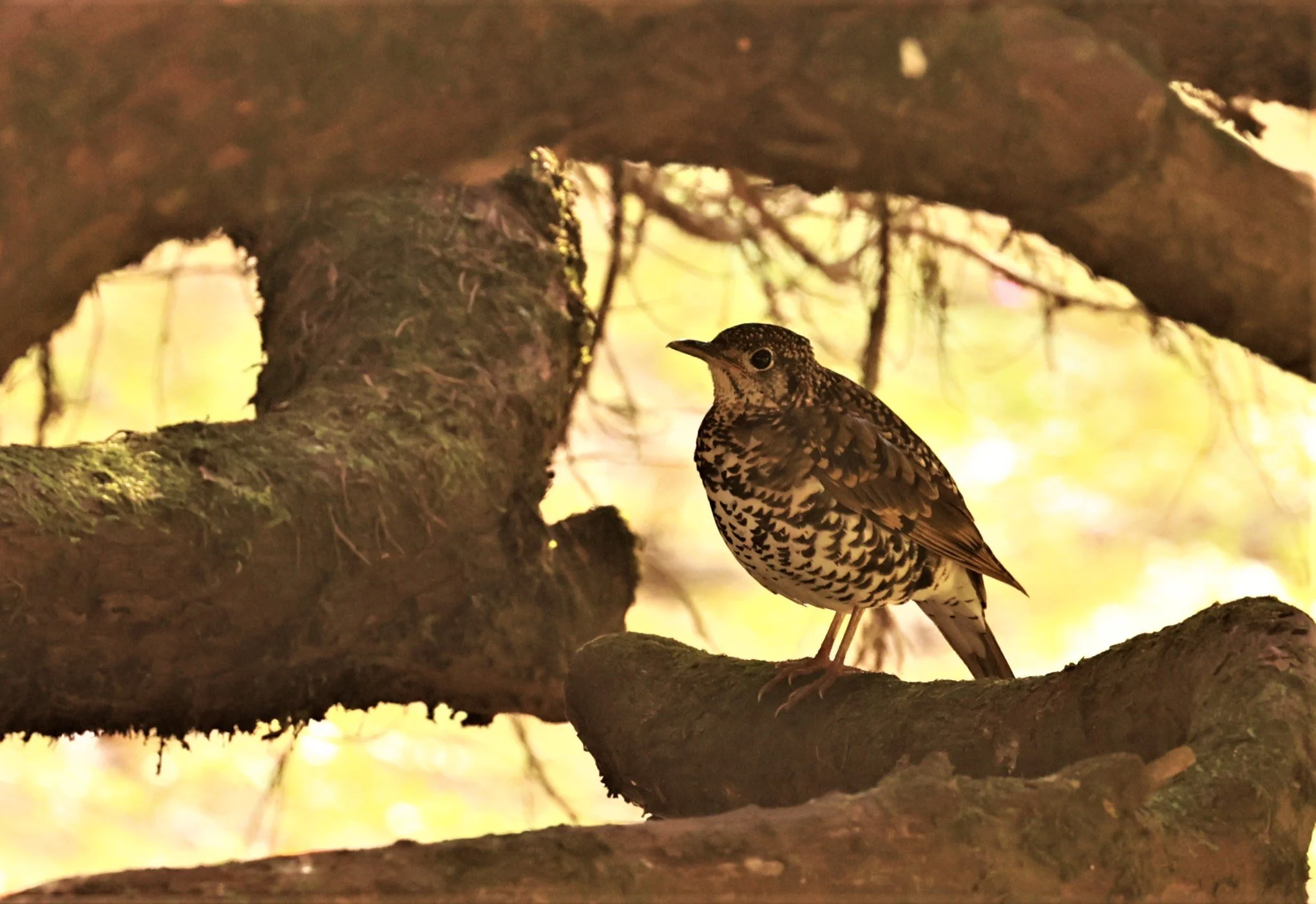 Scaly Thrush (Zoothera dauma) Doi Ang Kang Chiang Mai (6).jpg
