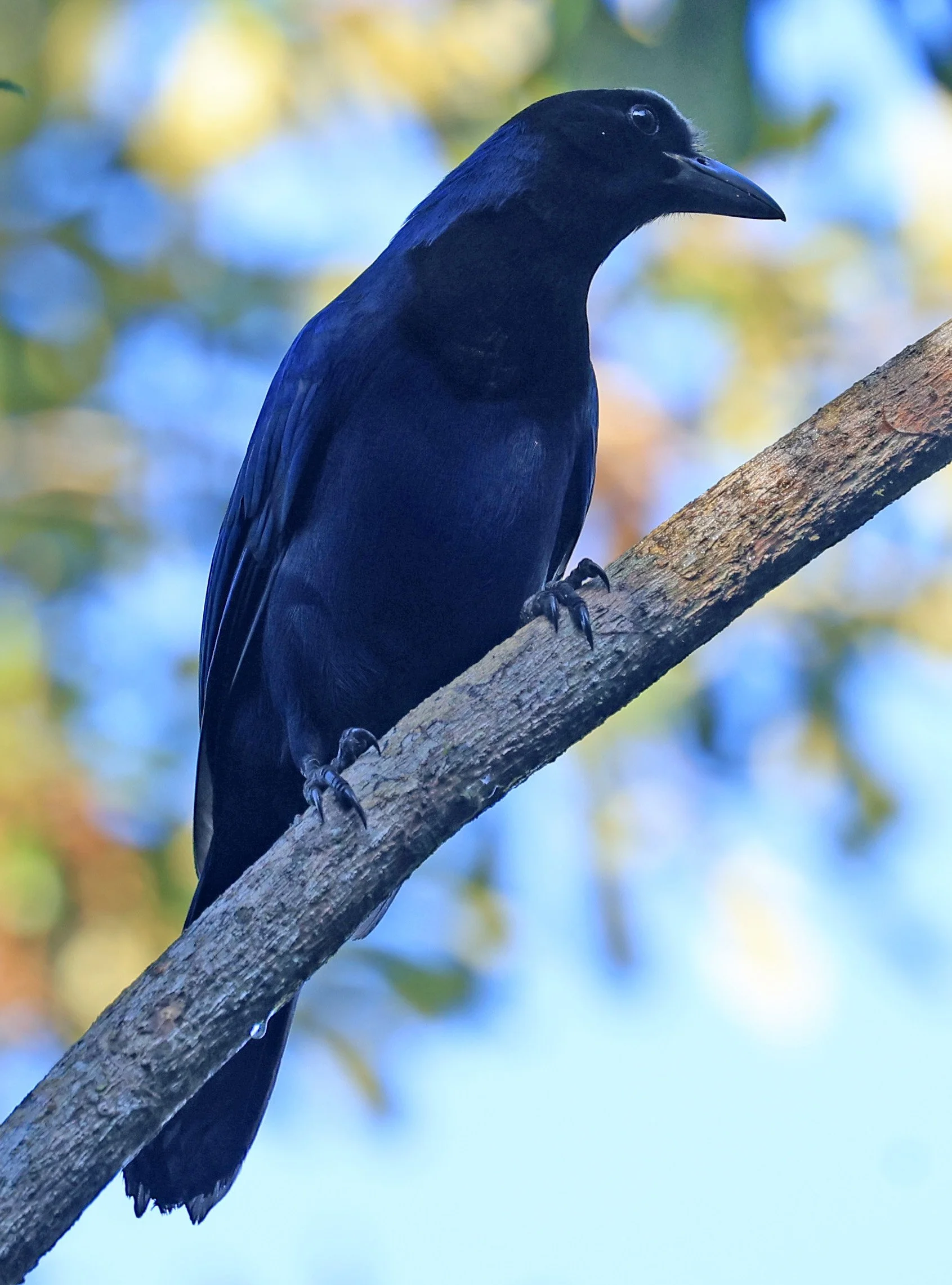 Azure Jay (Cyanocorax caeruleus) Superagui National Park, Brazil (26).jpg