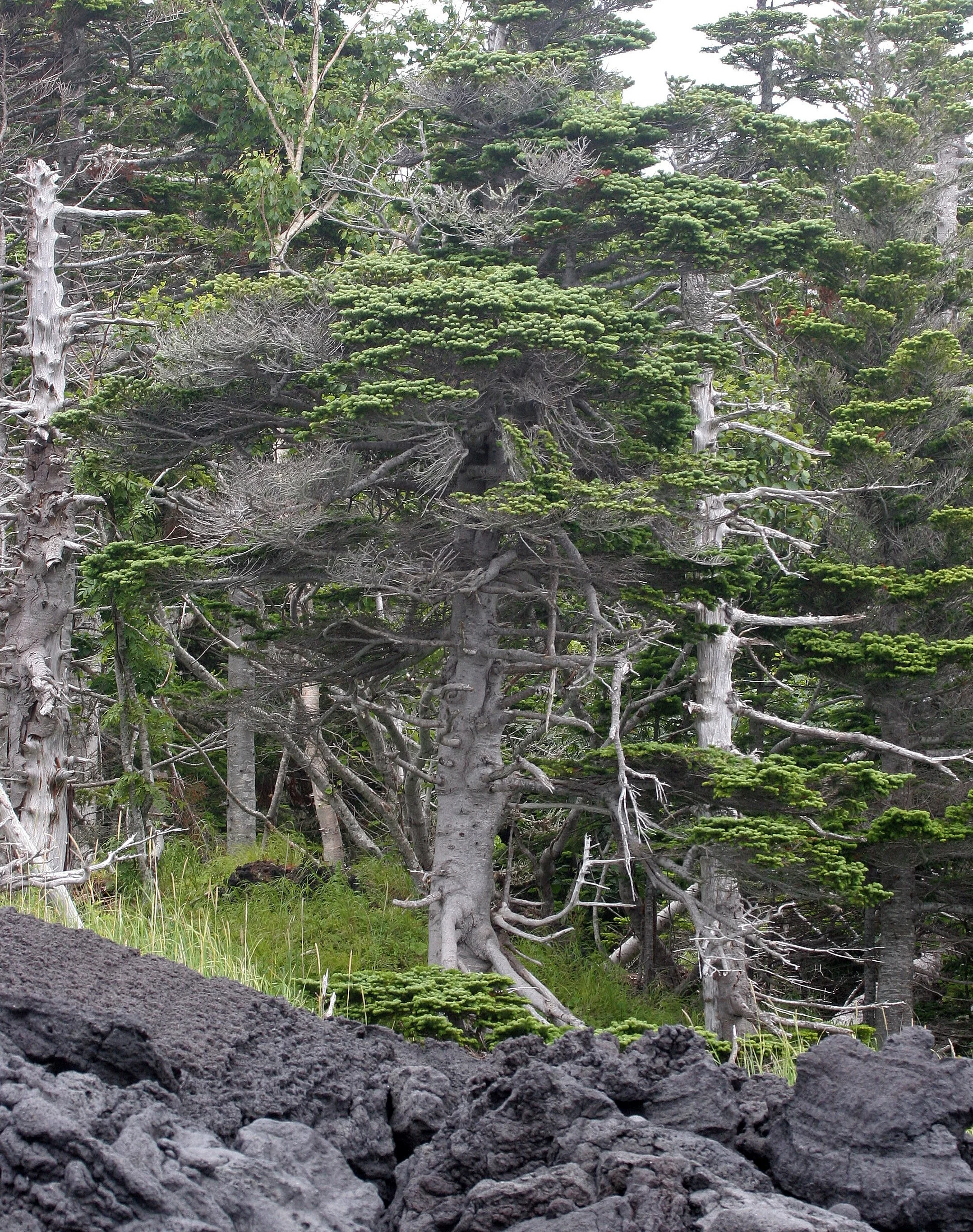 KURIL ISLANDS - FLORA  (31).jpg