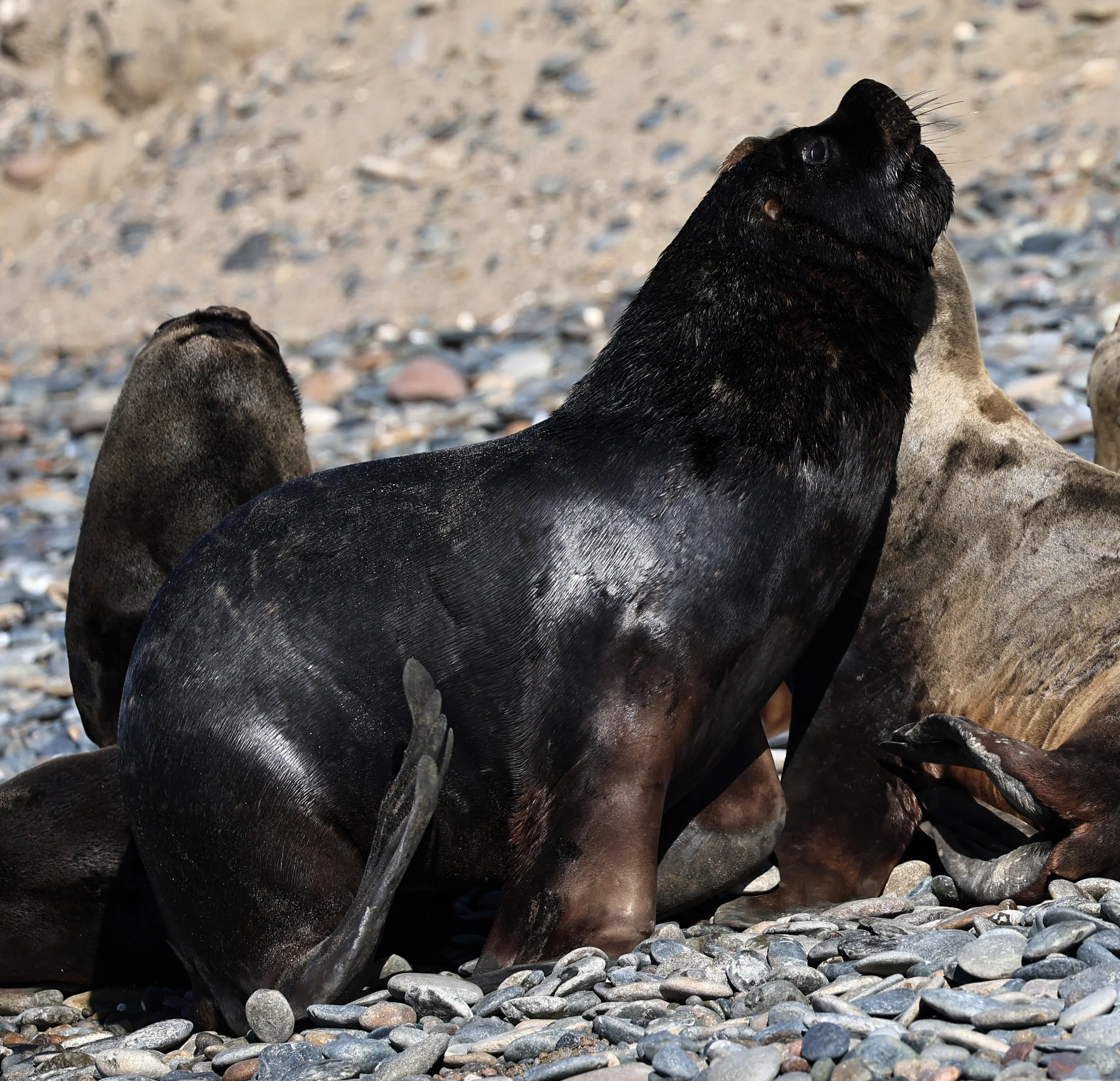South American Sea Lion (Otaria flavescens) Puerto Rawson Argentina (31).jpg
