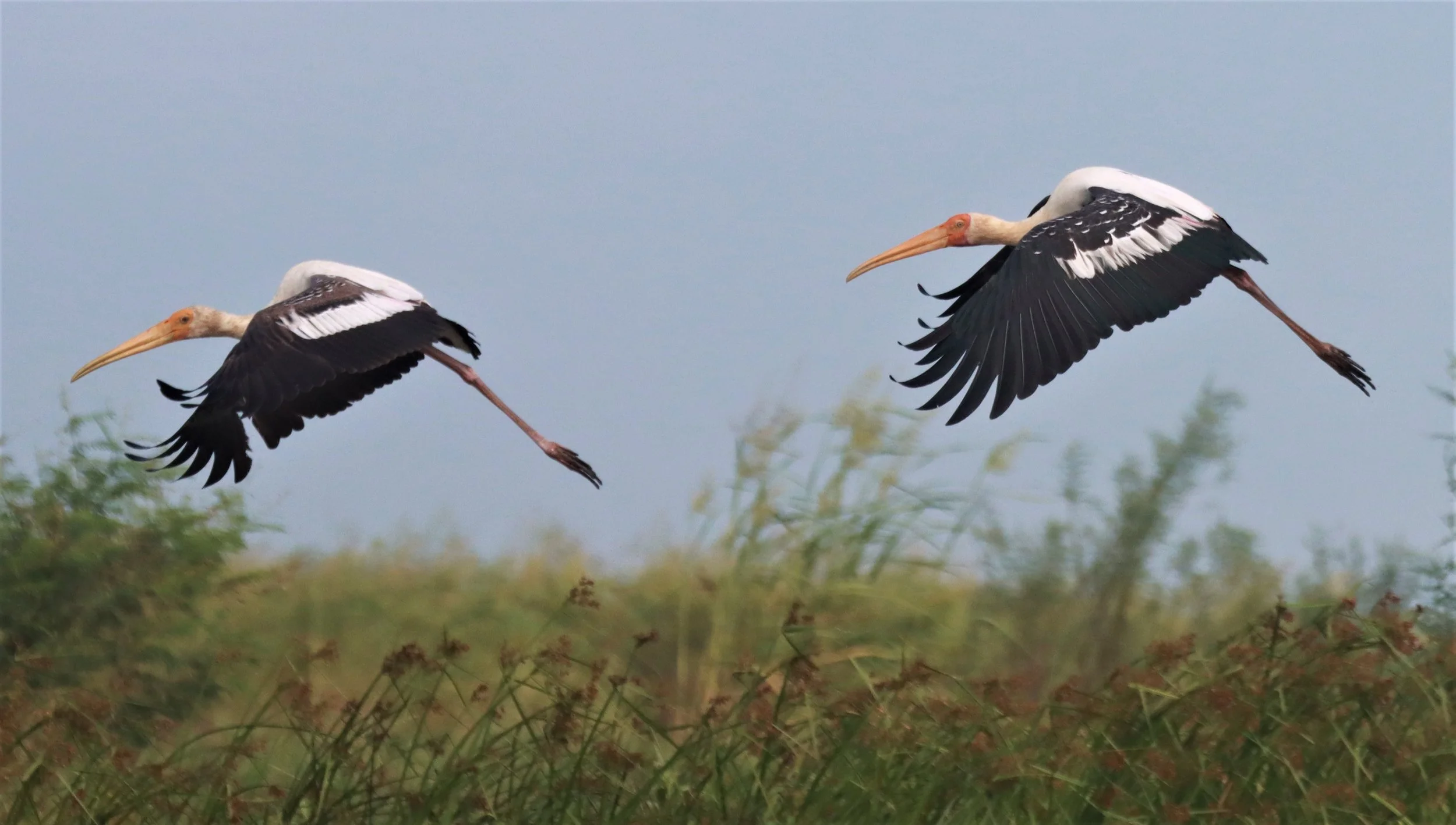 STORK - PAINTED STORK - Mycteria leucocephala - BUENG BORAPHET NAKHON SAWAN AUGUST 2021 (5).jpg