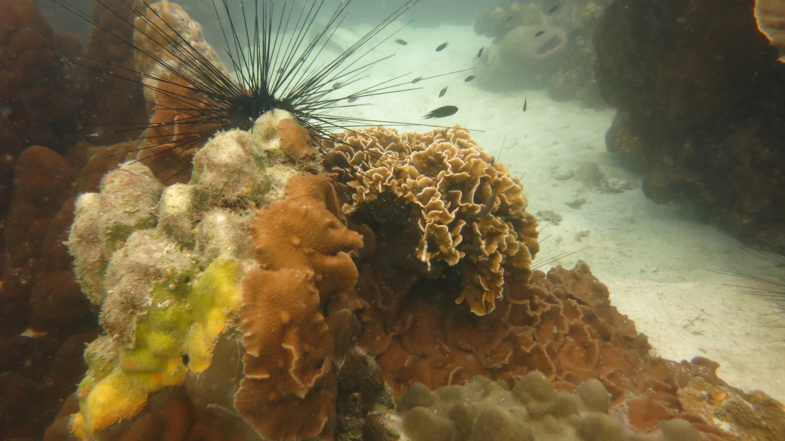 2016 BPS Satthahip Dive Trip with Marine Conservation Club (39).JPG