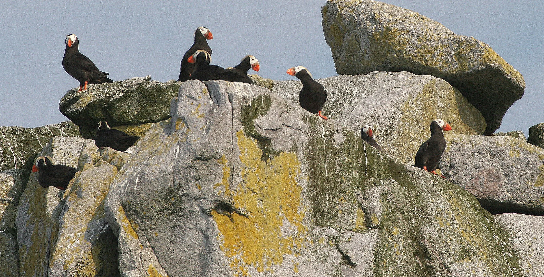 Fratercula cirrhata - TUFTED PUFFIN - COMMANDERS (3).jpg