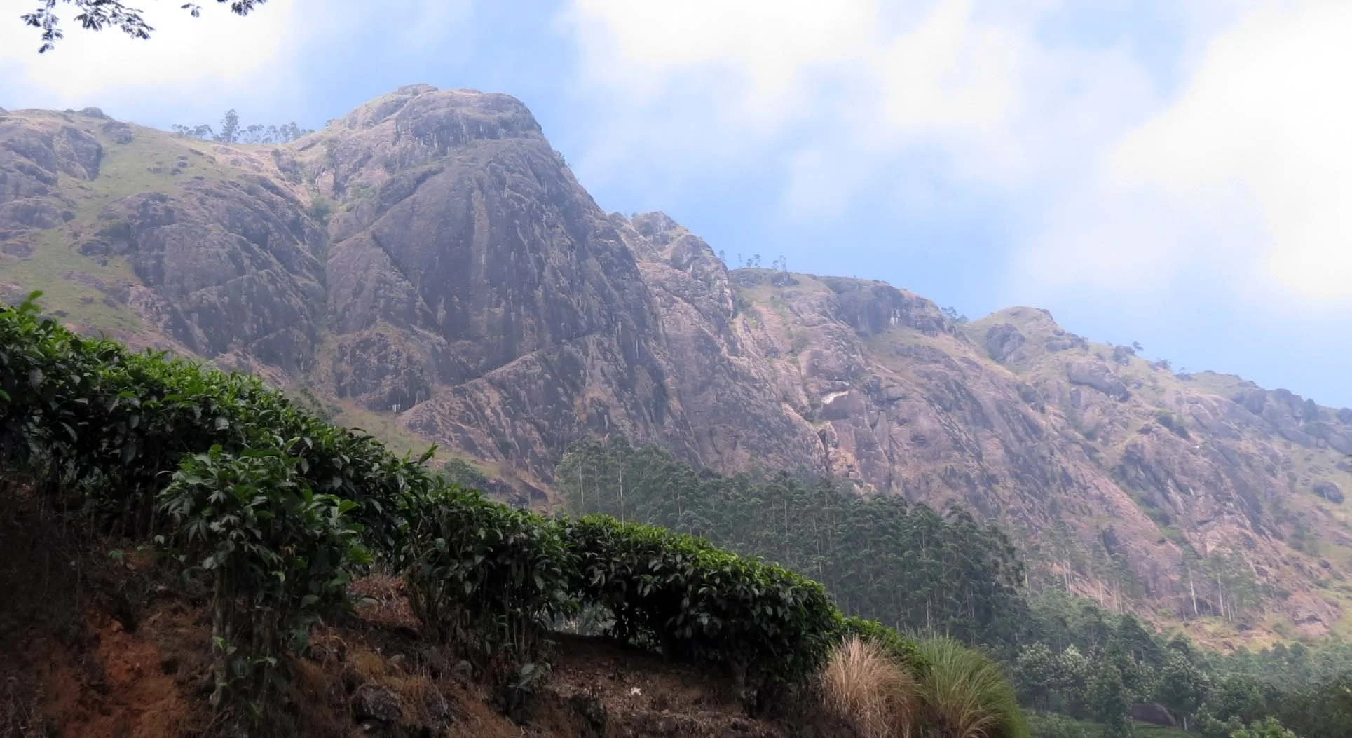 PAMPADUM SHOLA NATIONAL PARK INDIA - VATTAVADA (1).JPG