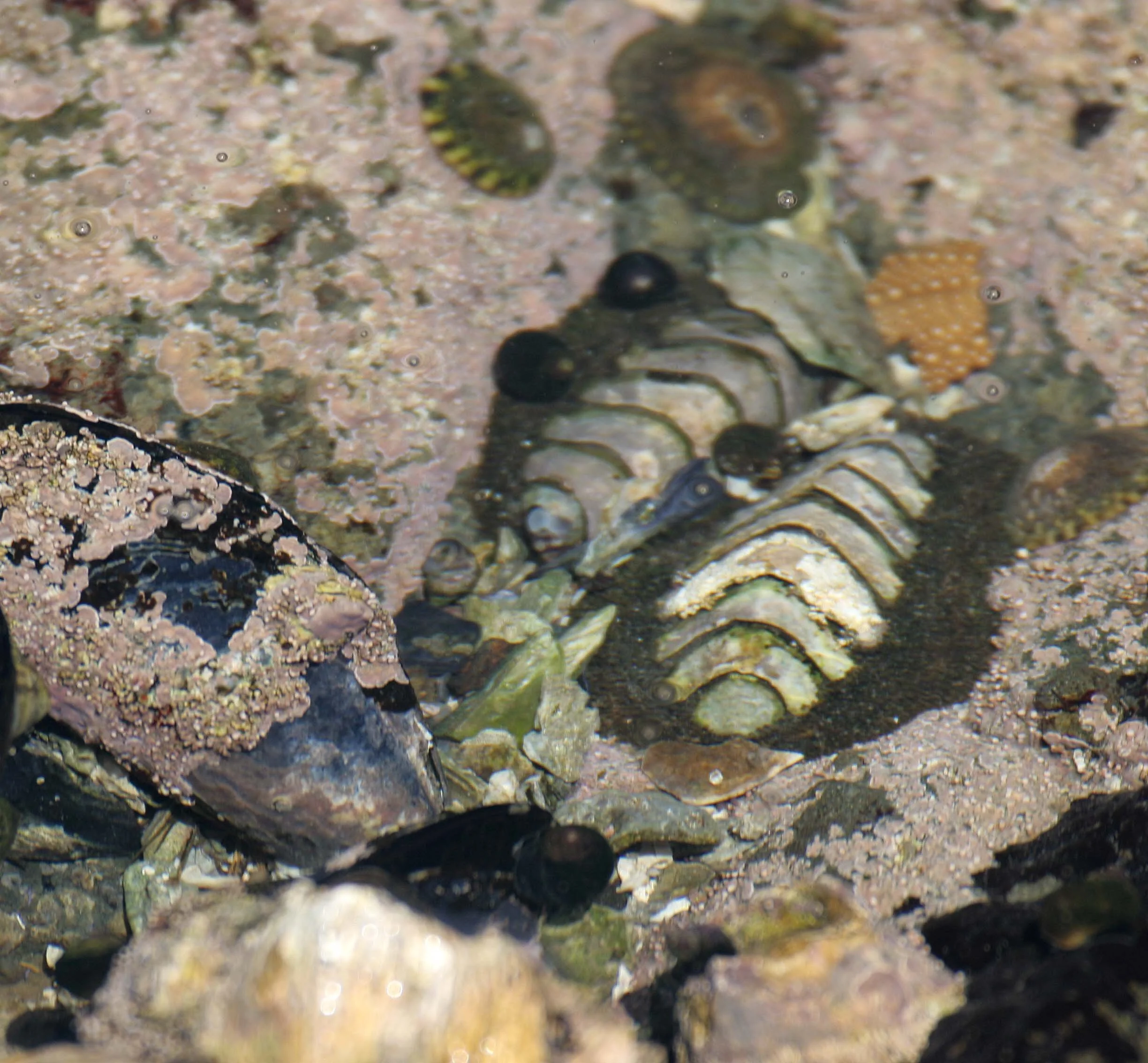 INVERTS - INTERTIDAL - MOLLUSCA - CHITON - KATARINA.jpg