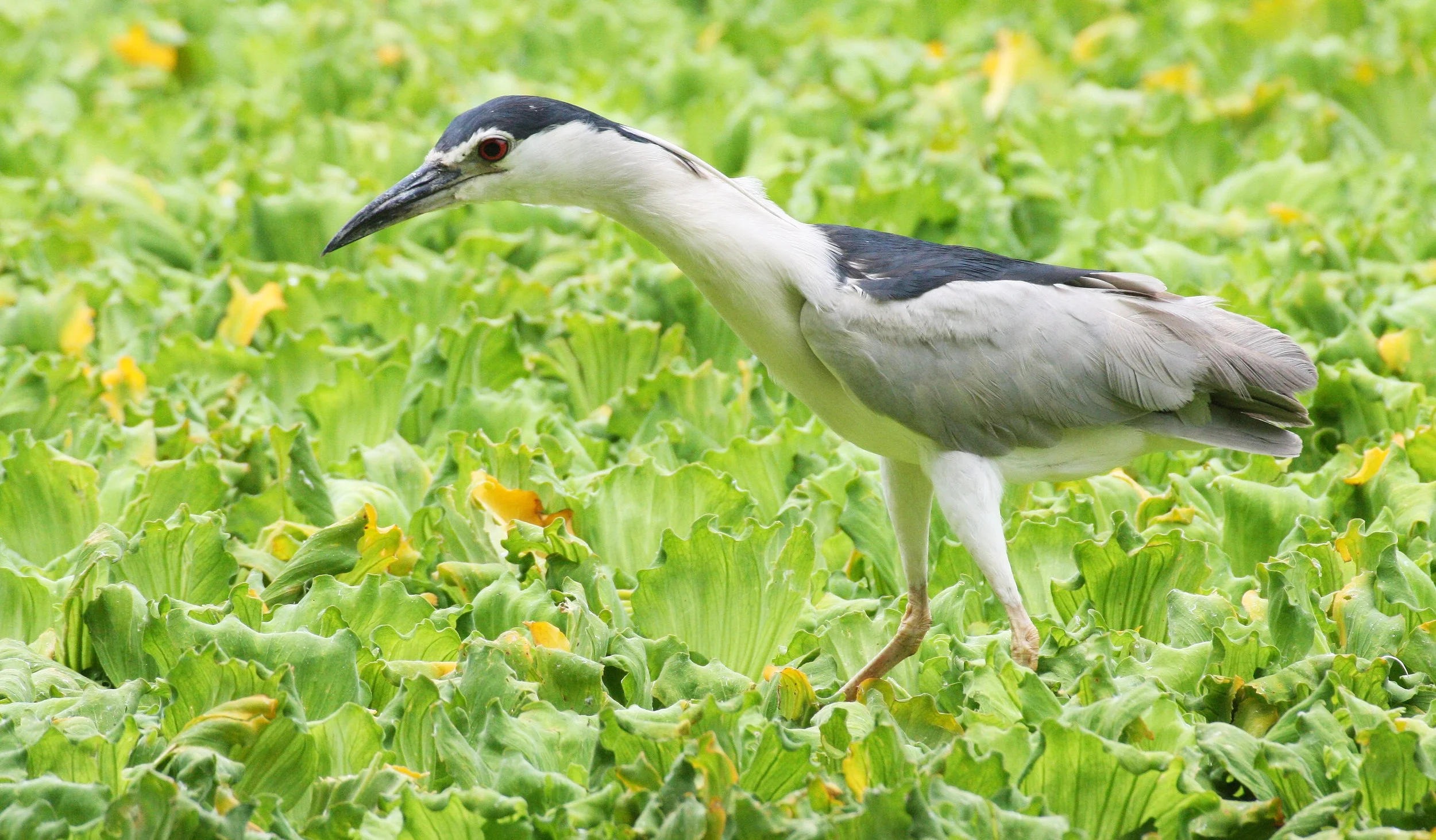 HERON - BLACK-CROWNED NIGHT HERON - Nycticorax nycticorax - NAKHON WETLANDS THAILAND (21).JPG