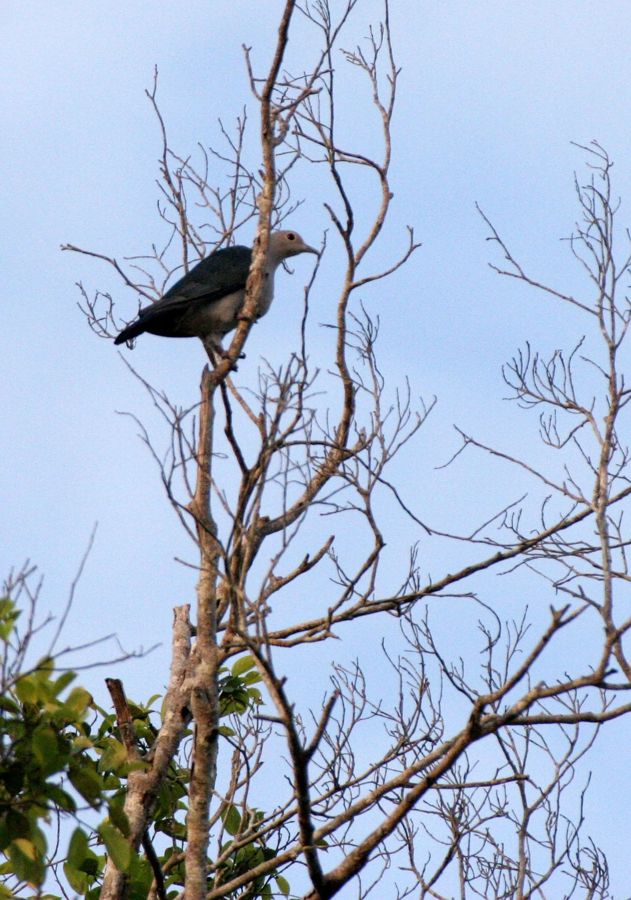 Green Imperial-Pigeon (Ducula aenea) Kinabatangan River Borneo (8).JPG