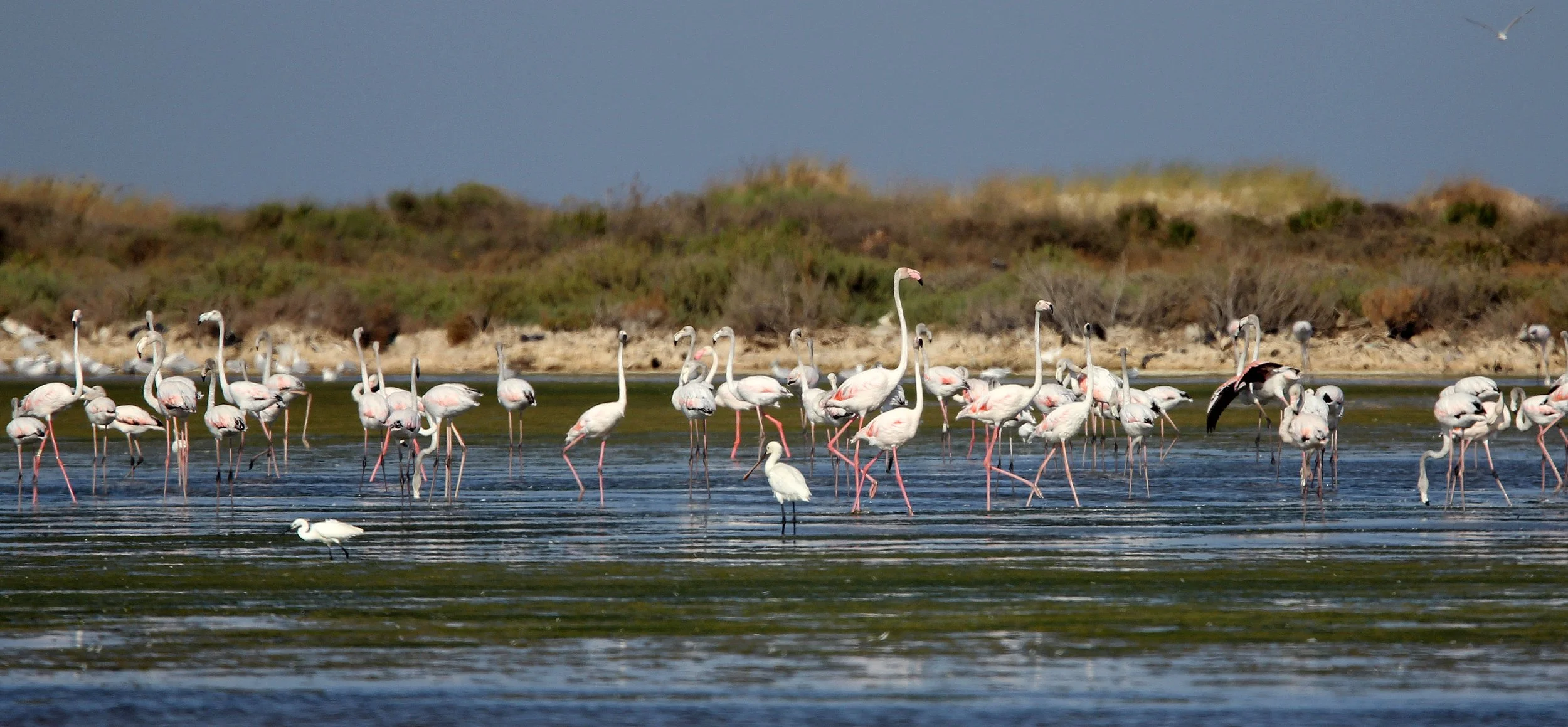 Phoenicopterus roseus - Greater Flamingo - Korba Wetlands, Tunisia (23).JPG