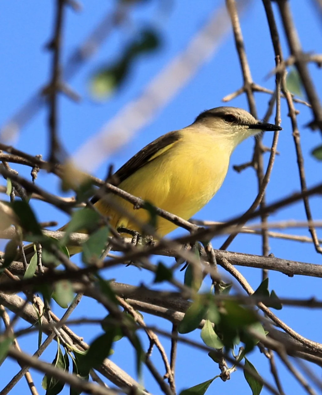 Cattle Tyrant (Machetornis rixosa) Agua Dulce Paraguay (4).jpg