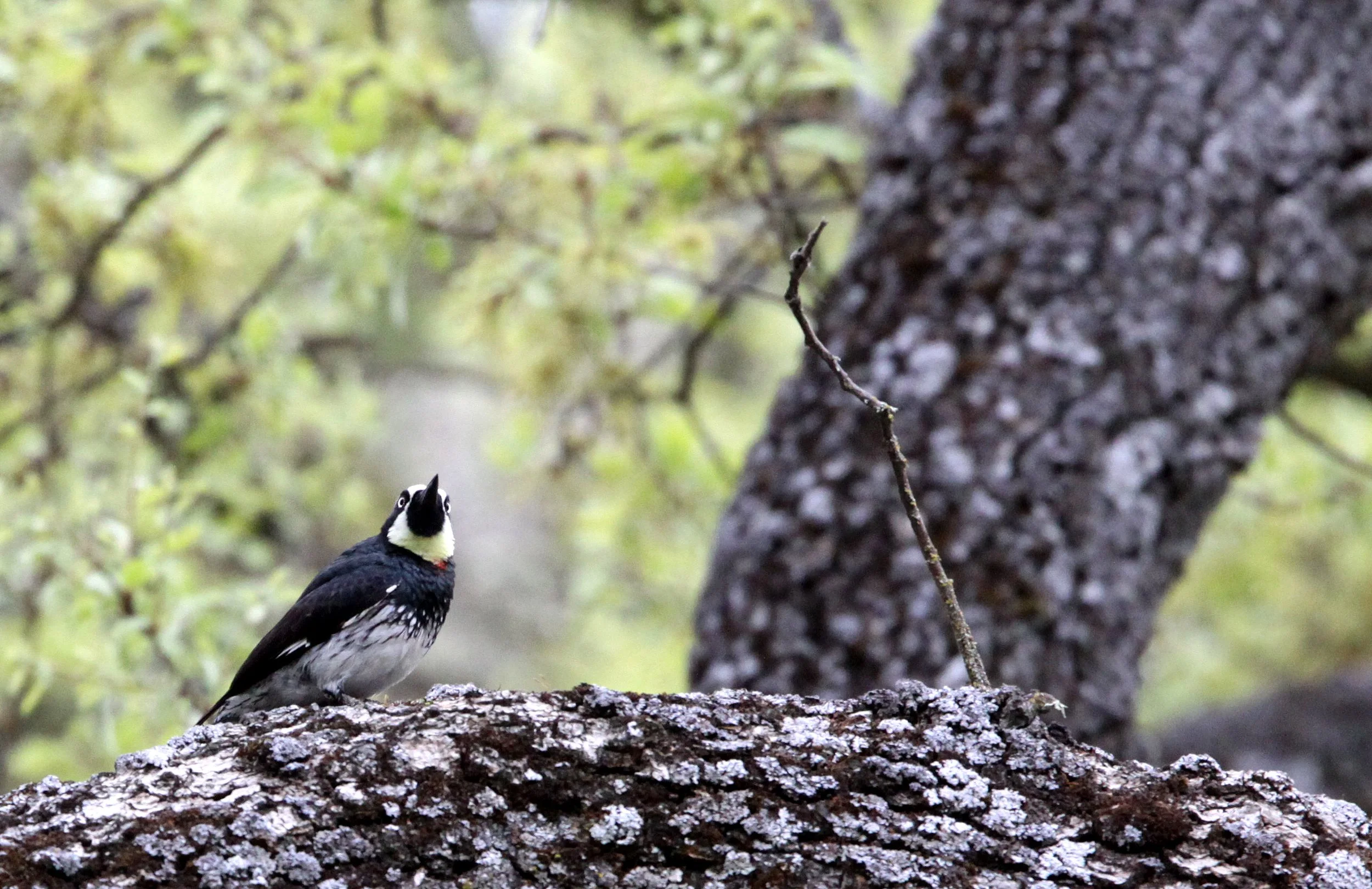 BIRD - WOODPECKER - ACORN WOODPECKER - PINNACLES NATIONAL MONUMENT CALIFORNIA (10).JPG