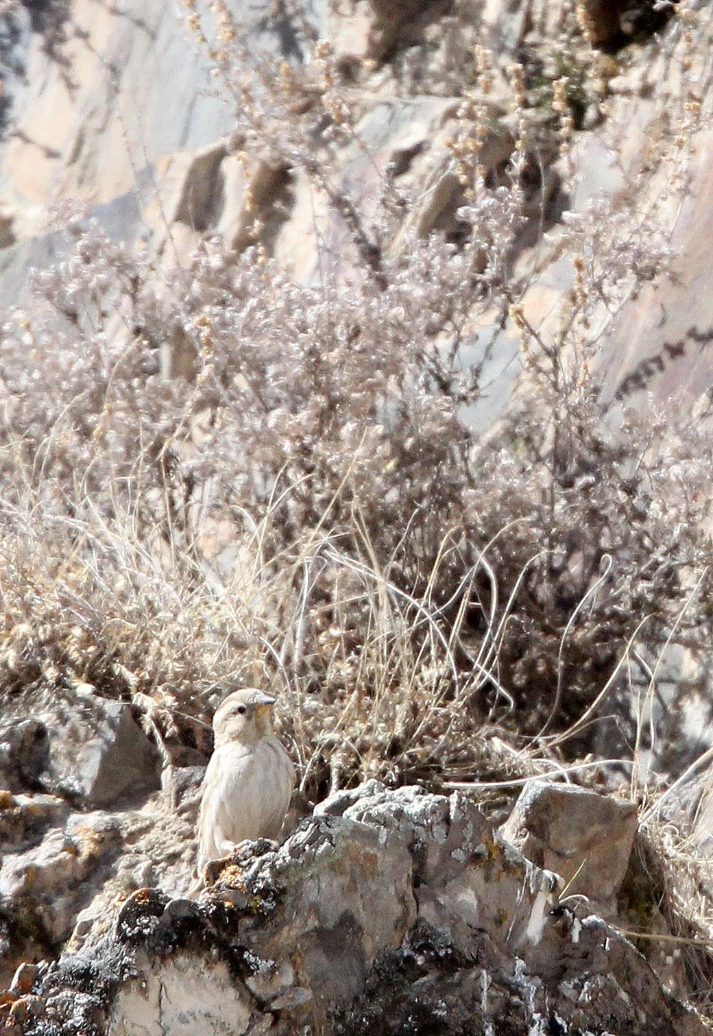 Plain Mountain Finch (Leucosticte nemoricola) Qinghai Lake, China (3).JPG