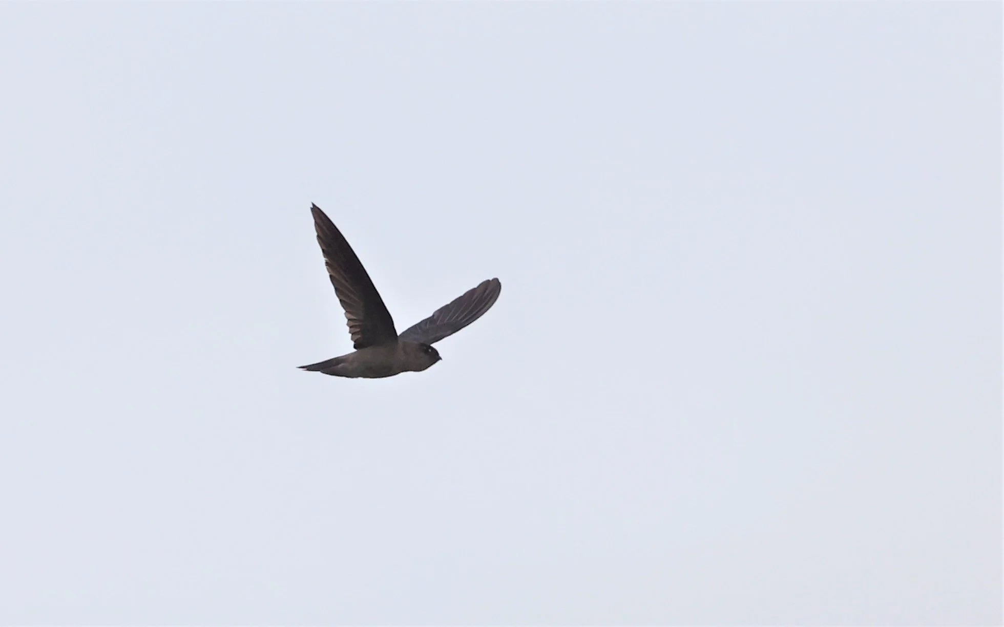 Germain's Swiftlet (Aerodramus germani) Thap Yao Rice Fields Lat Krabang Thailand (11).jpg