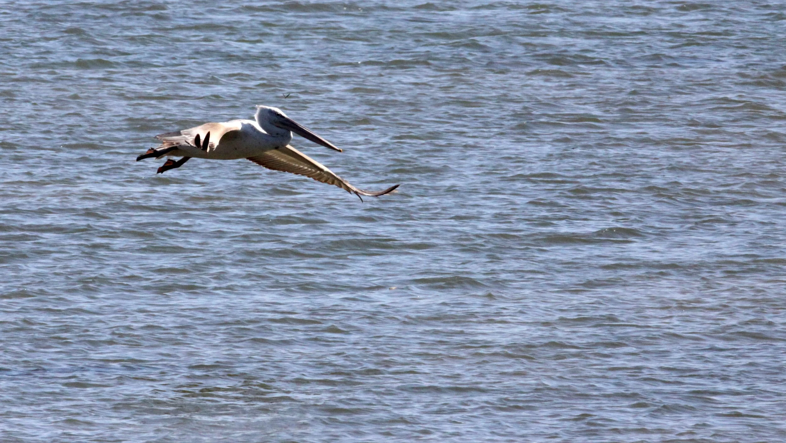 Pelecanus crispus - DALMATIAN PELICAN - GIR FOREST GUJARAT INDIA (81).JPG