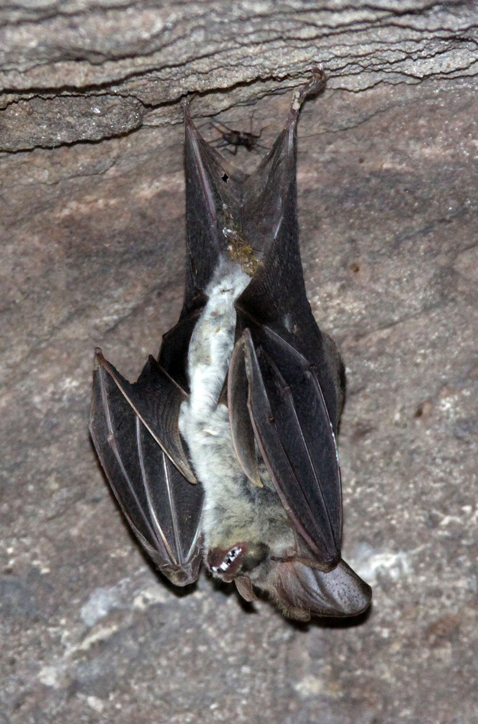 Megaderma lyra - GREATER FALSE-VAMPIRE BAT - BANDHAVGAR NATIONAL PARK INDIA (3).JPG