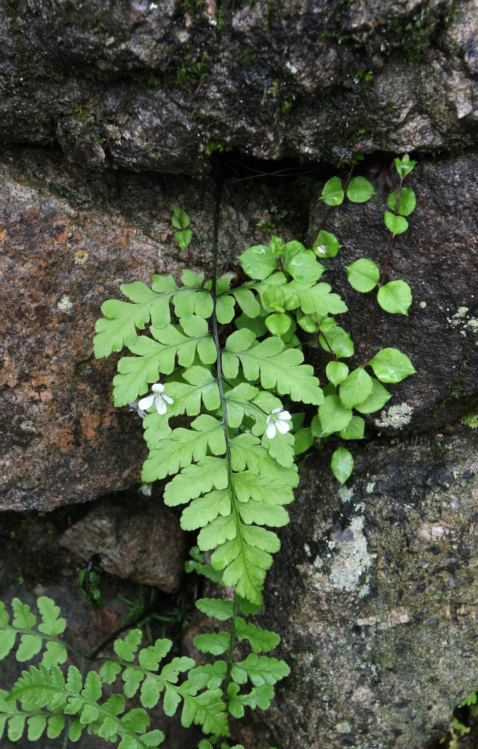 HUANGSHAN NATIONAL PARK ANHUI PROVINCE CHINA (220).JPG